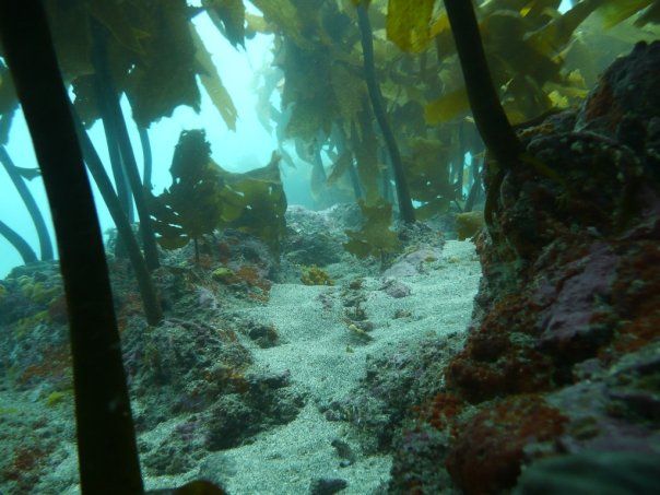 Kelp Garden