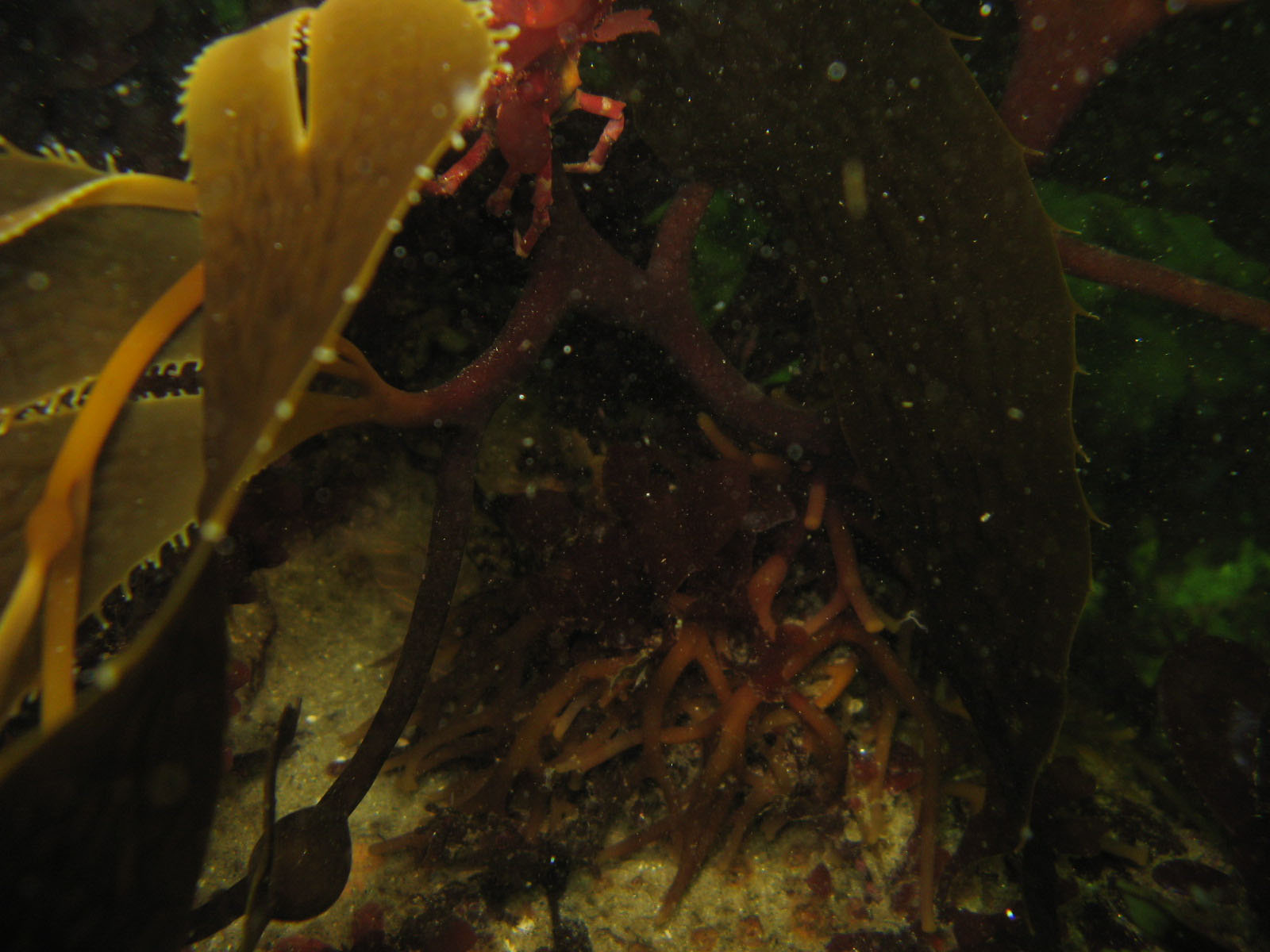 Kelp Holdfast and a Northern Kelp Crab (top leftish)