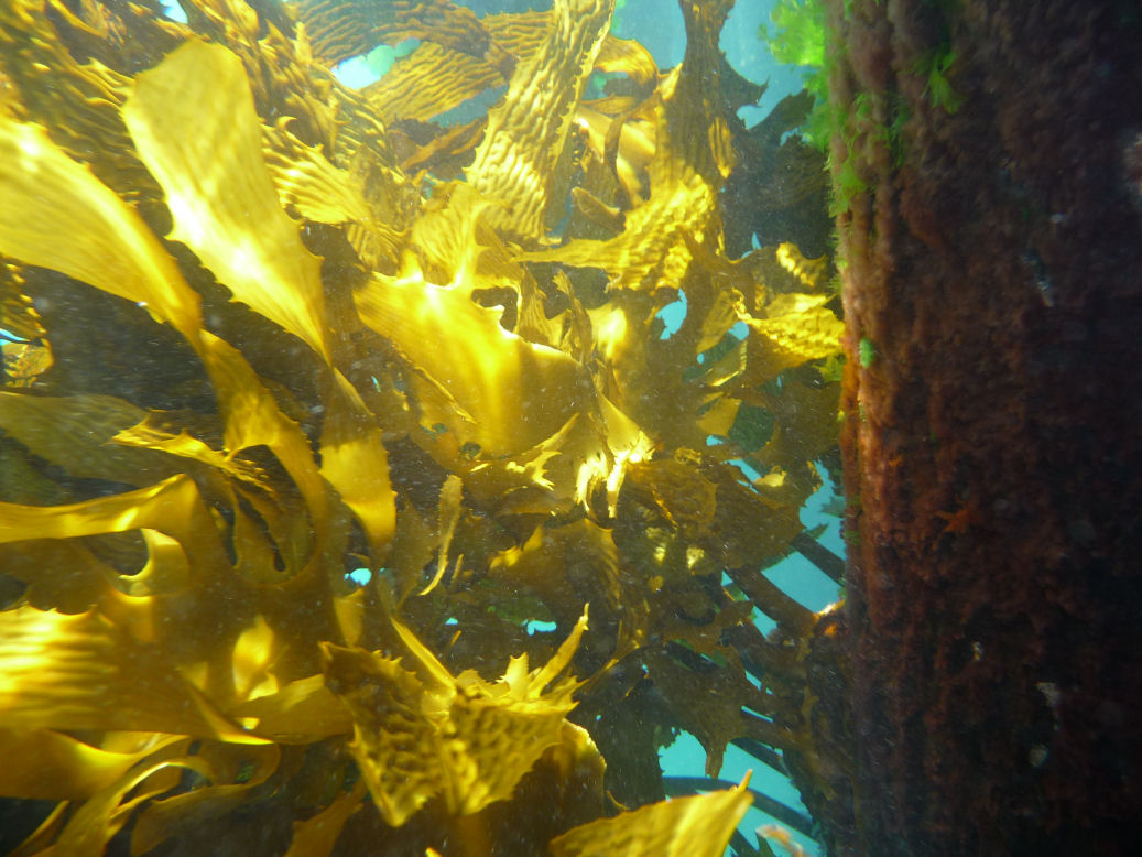 Kelp in the sunlight