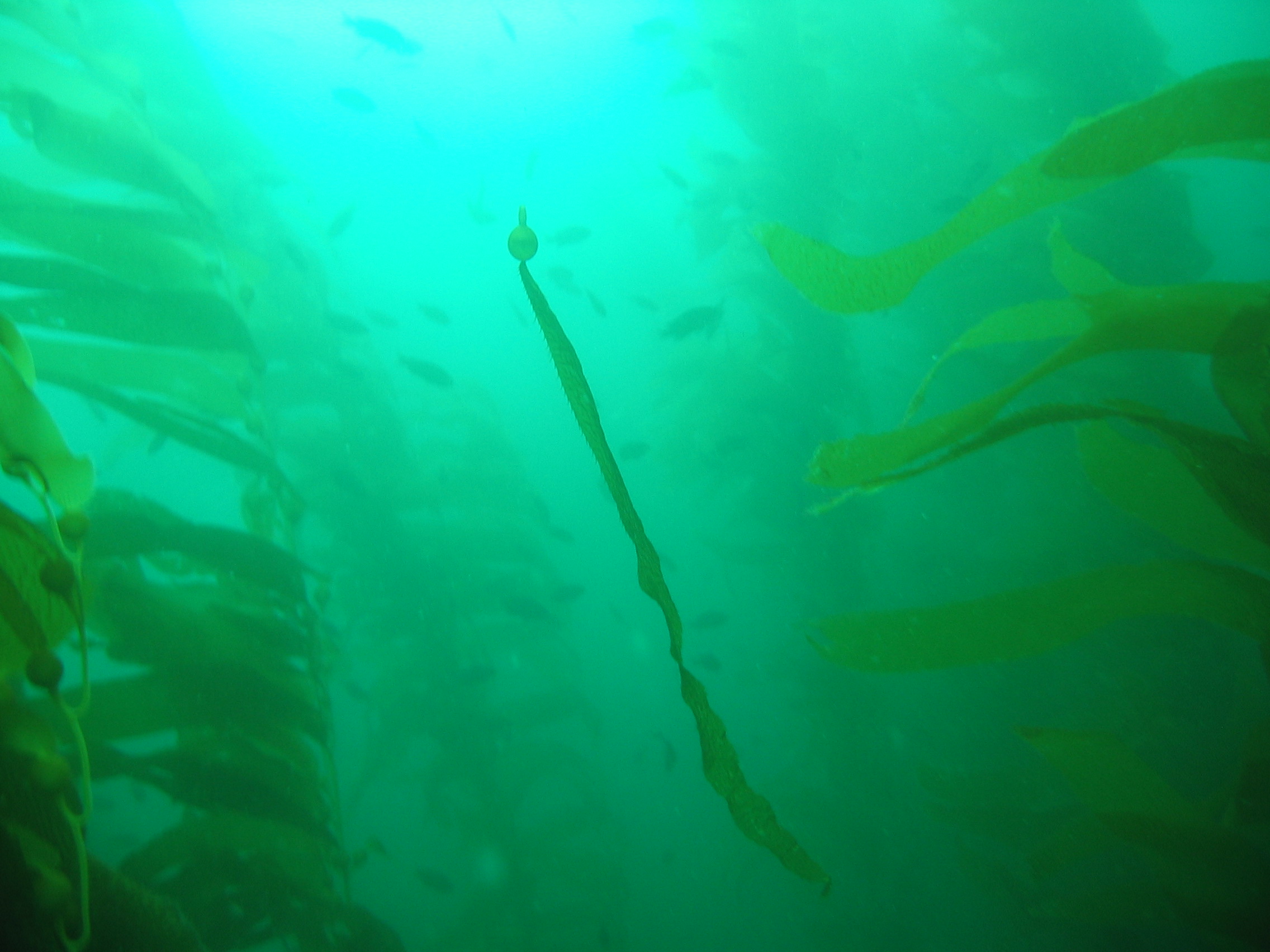 kelp near Anacapa - 10/09/05