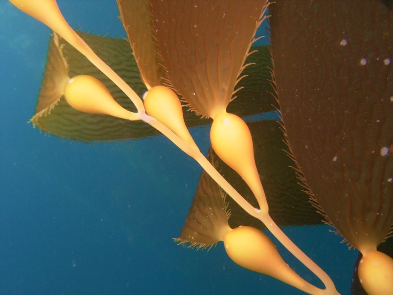 Kelp picture