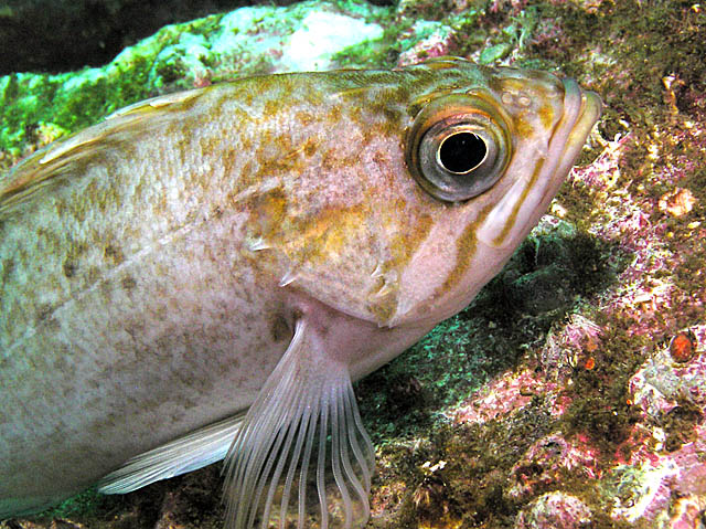 Kelp rockfish close-up