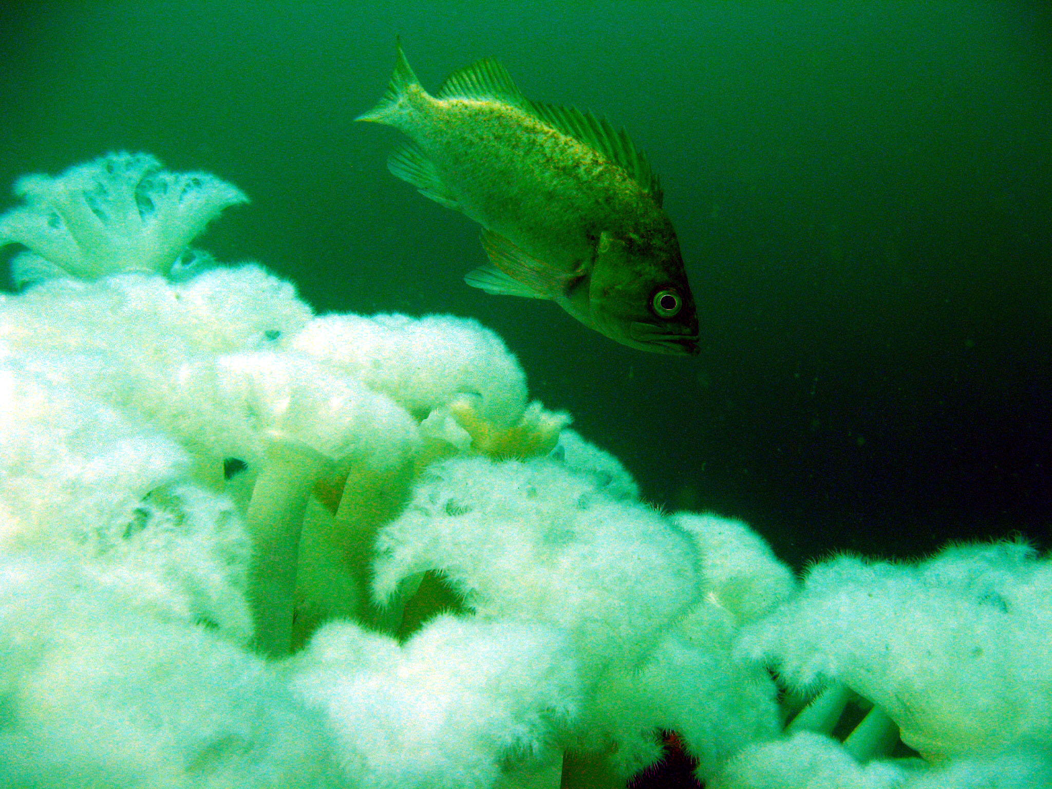 Kelp Rockfish (Sebastes atrovirens) over the Metridium