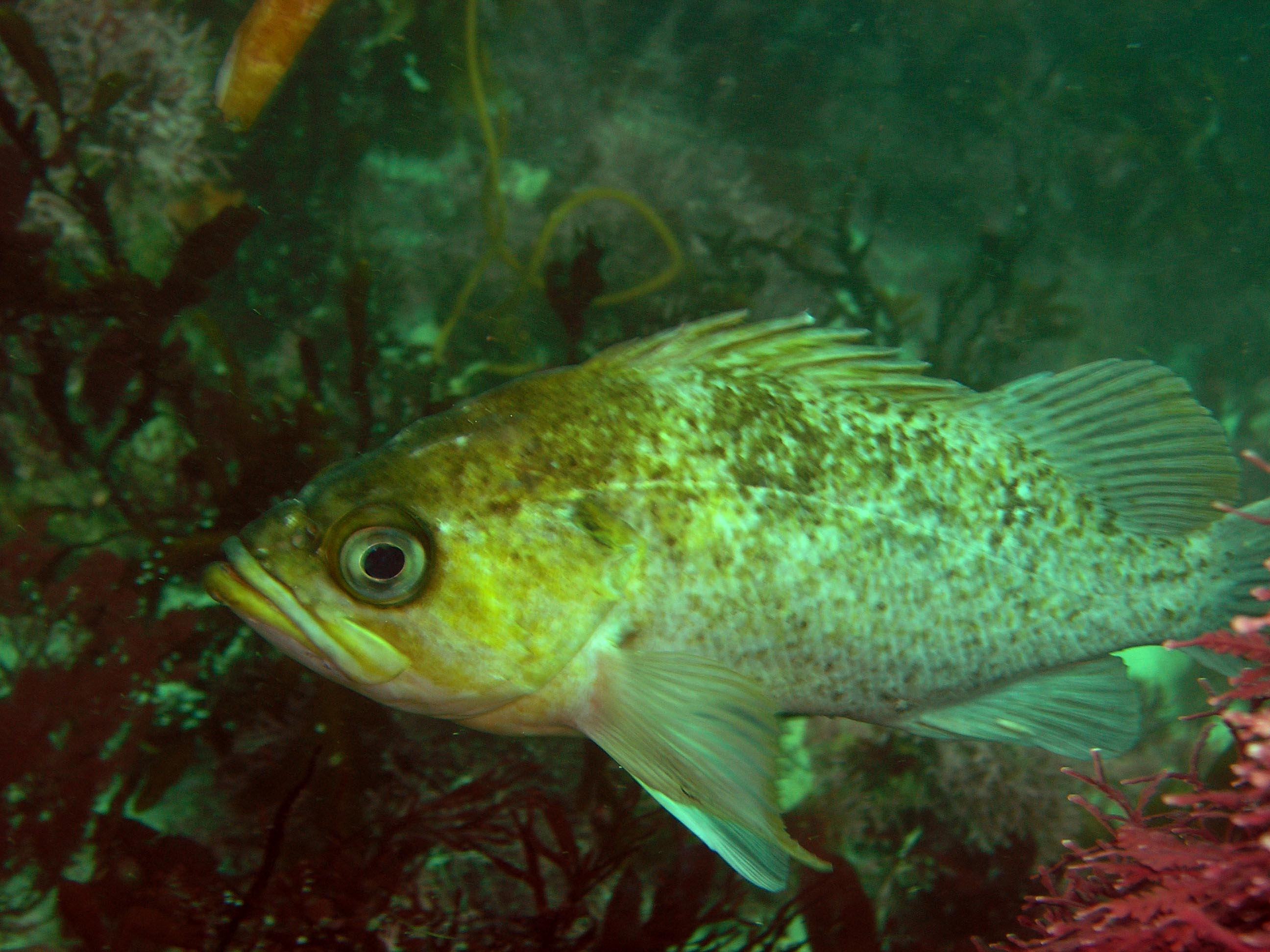 Kelp Rockfish