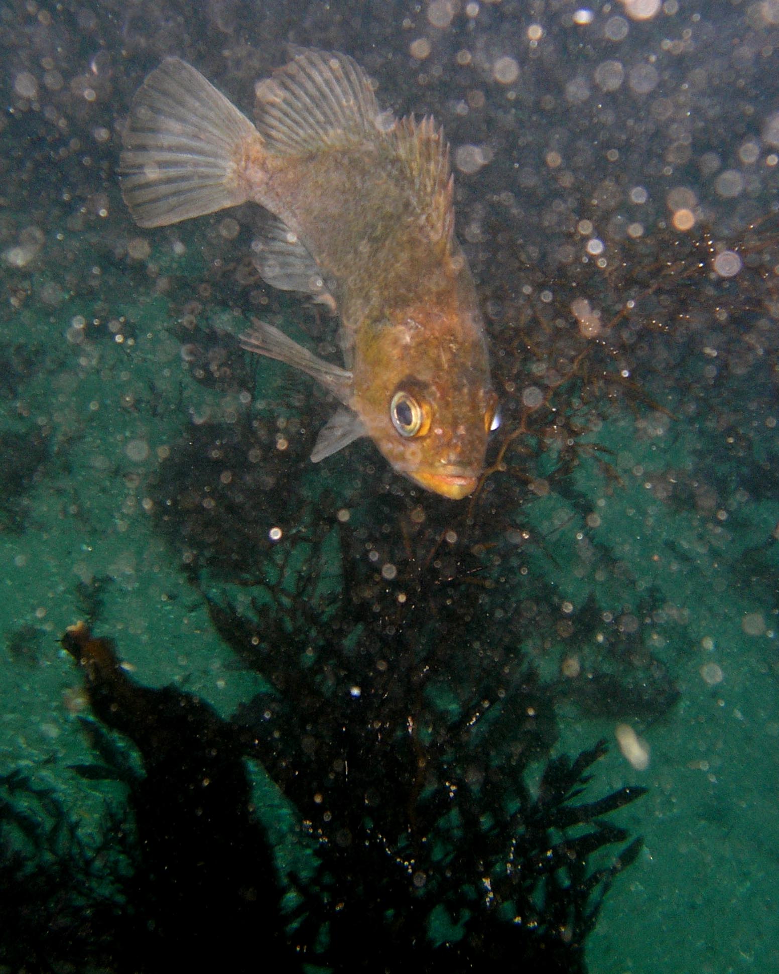 Kelp Rockfish