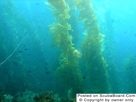 kelp scape