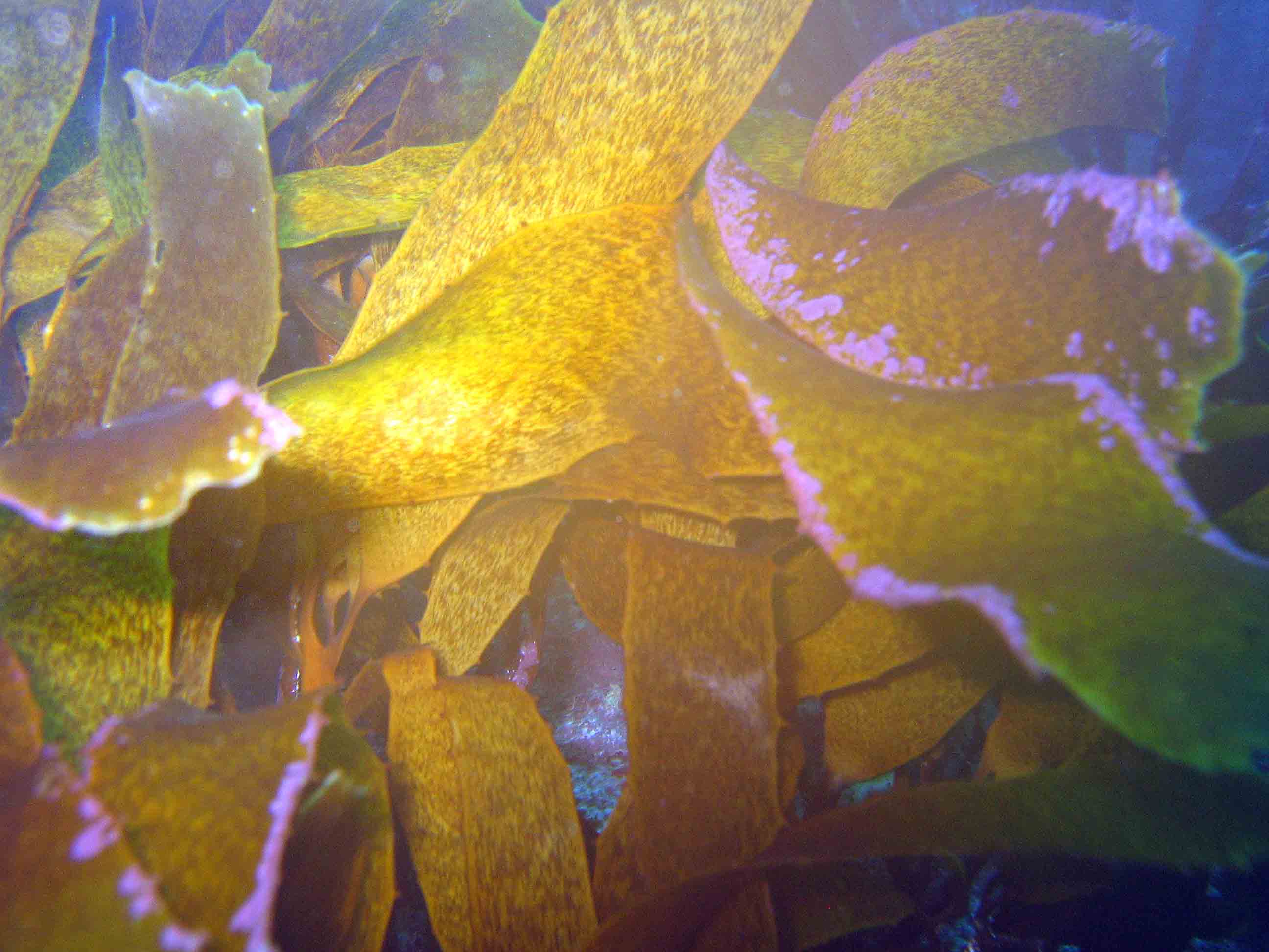 Kelp Siren Rock Wgtn