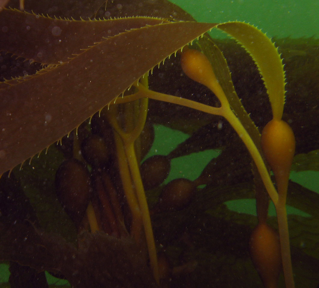 Kelp Strands