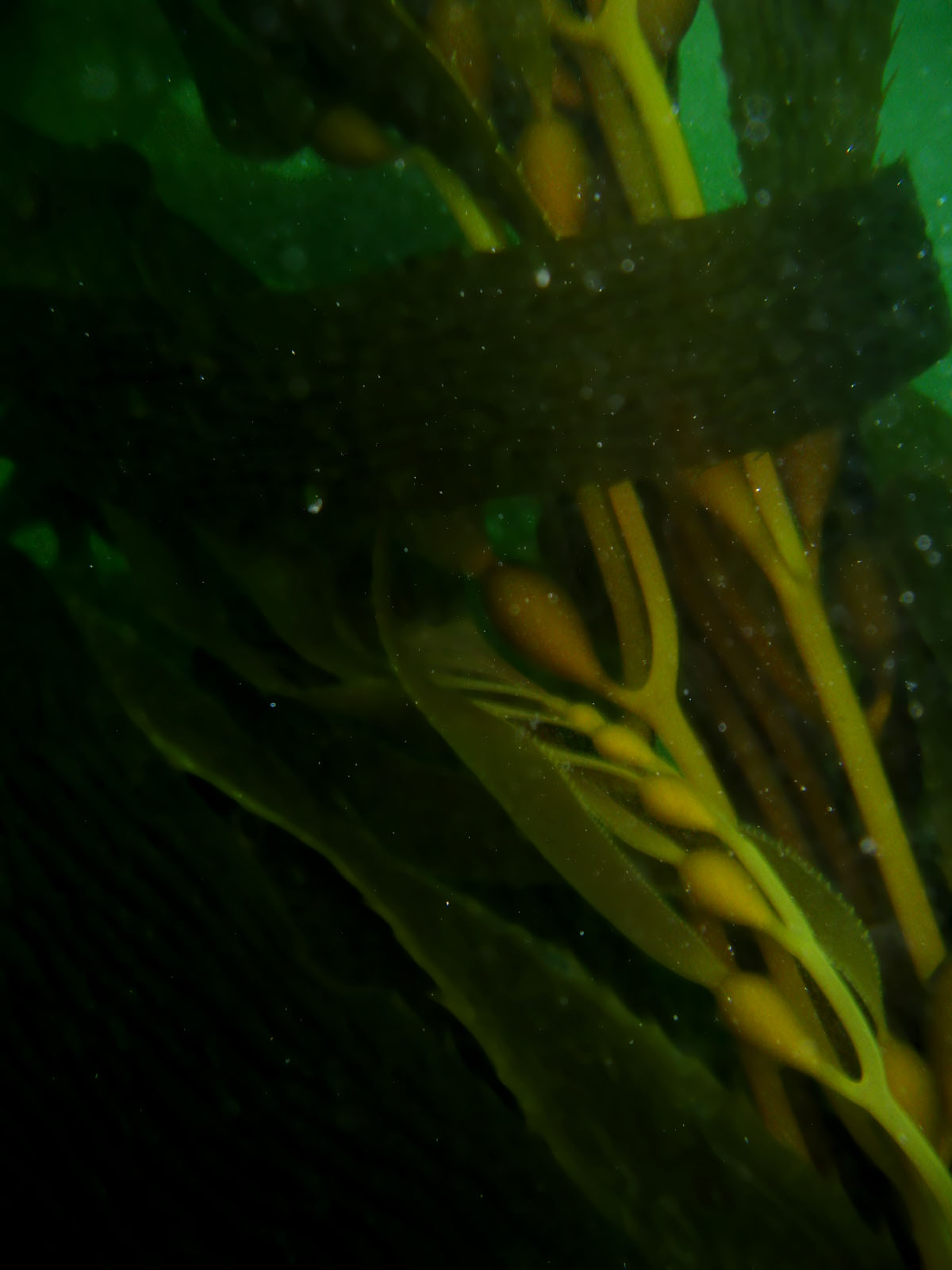 Kelp Strands