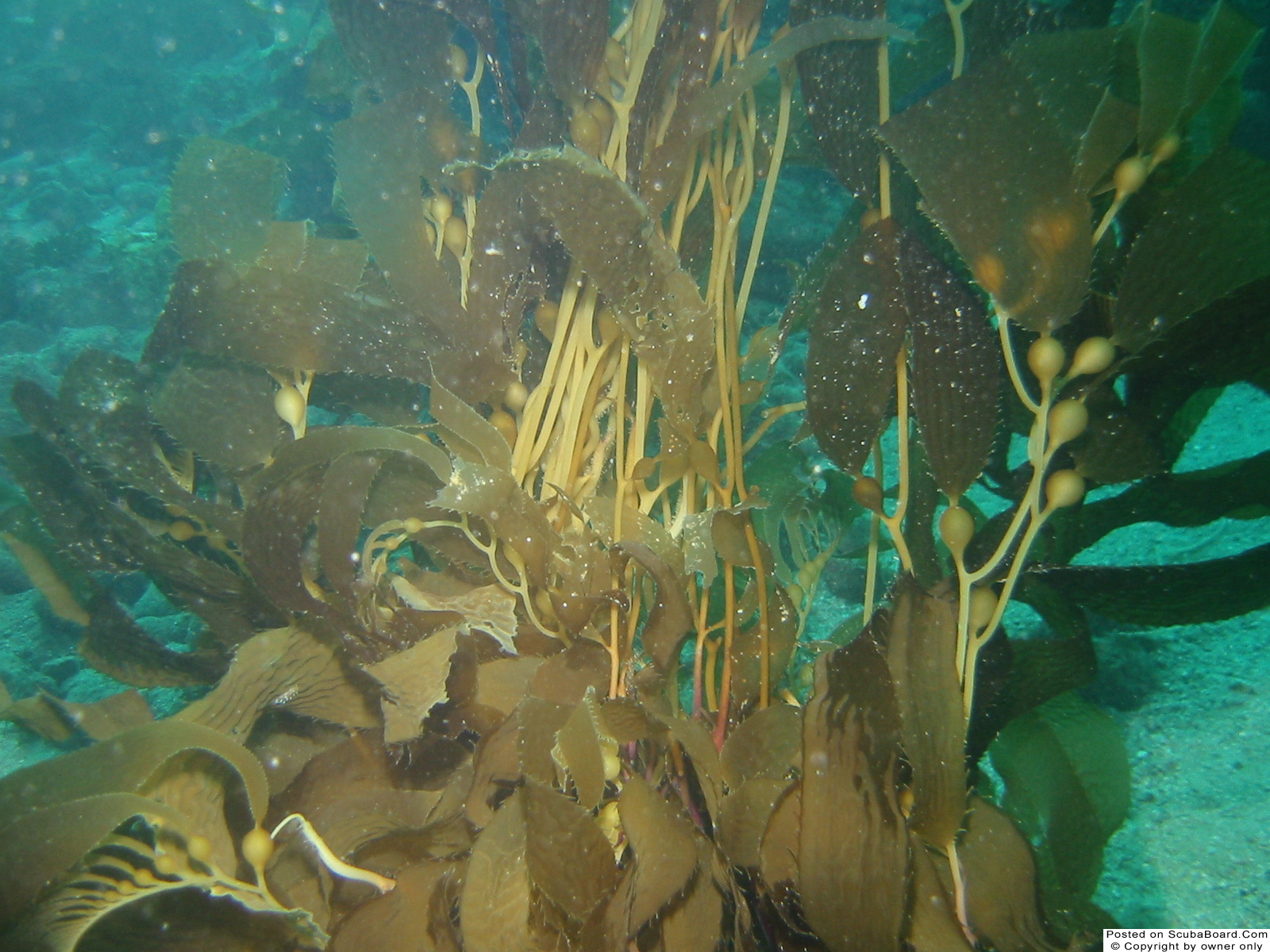 Kelp