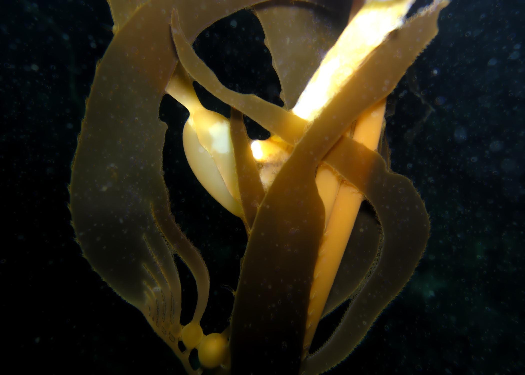 kelp