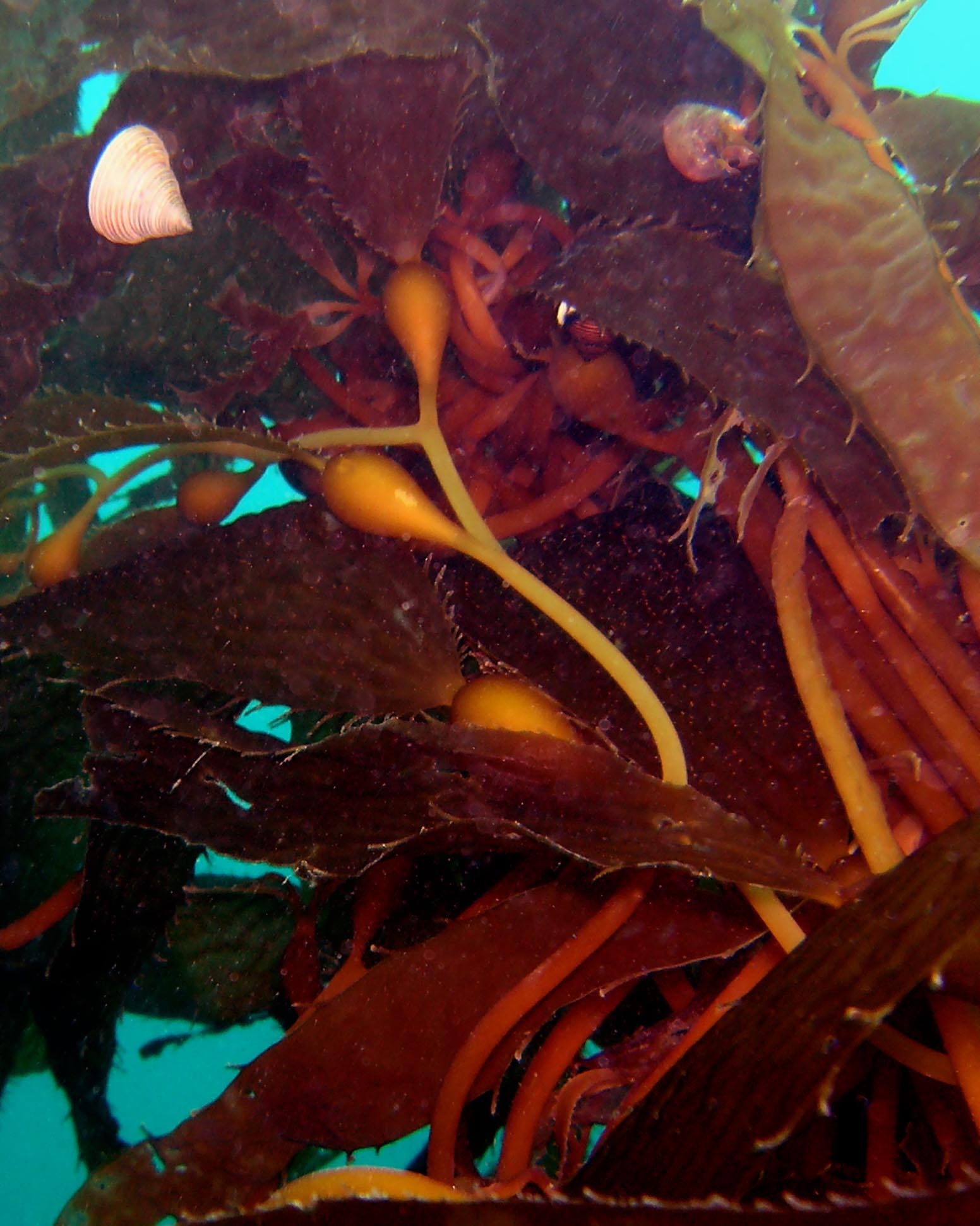 Kelp