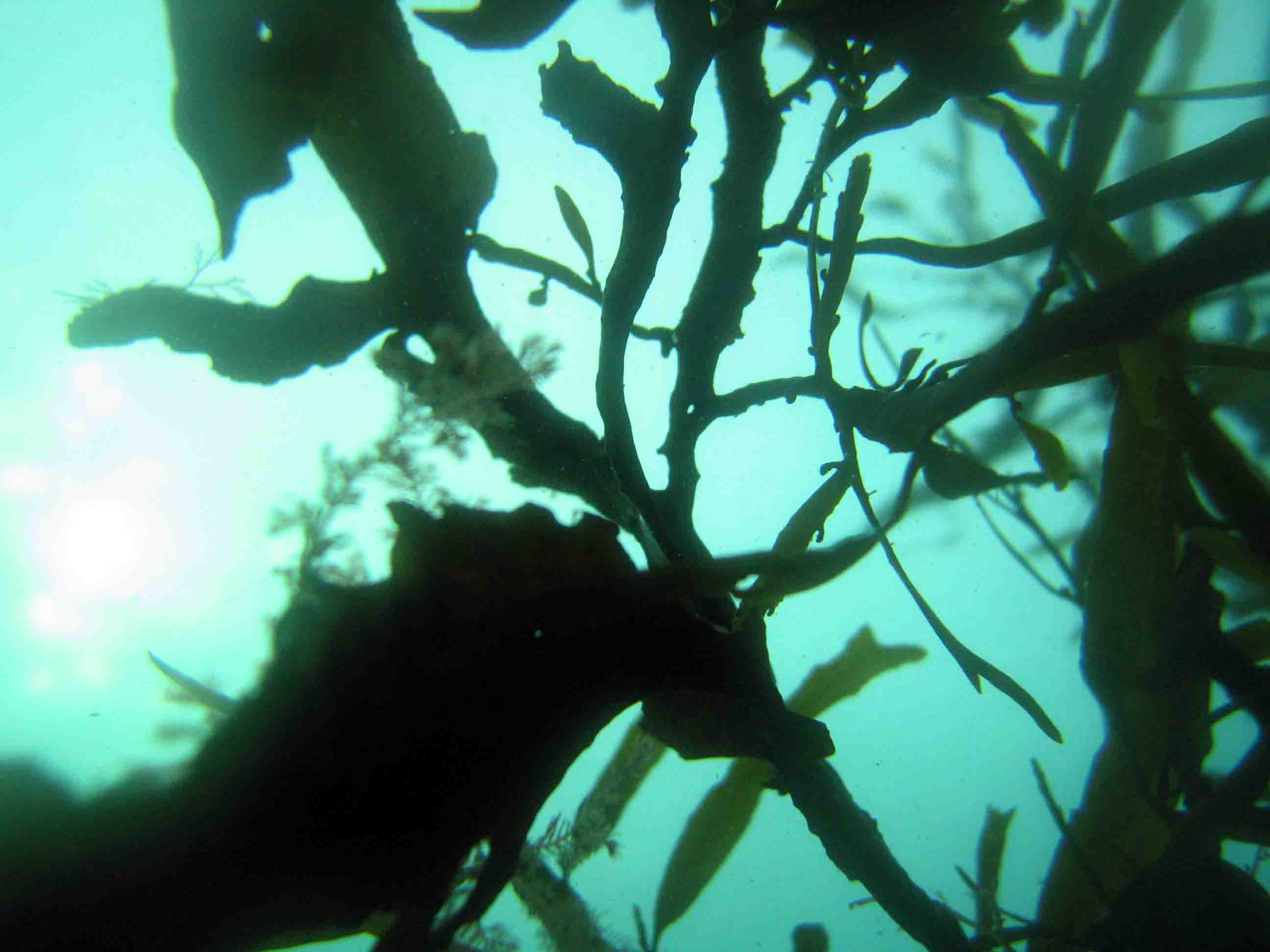 kelp