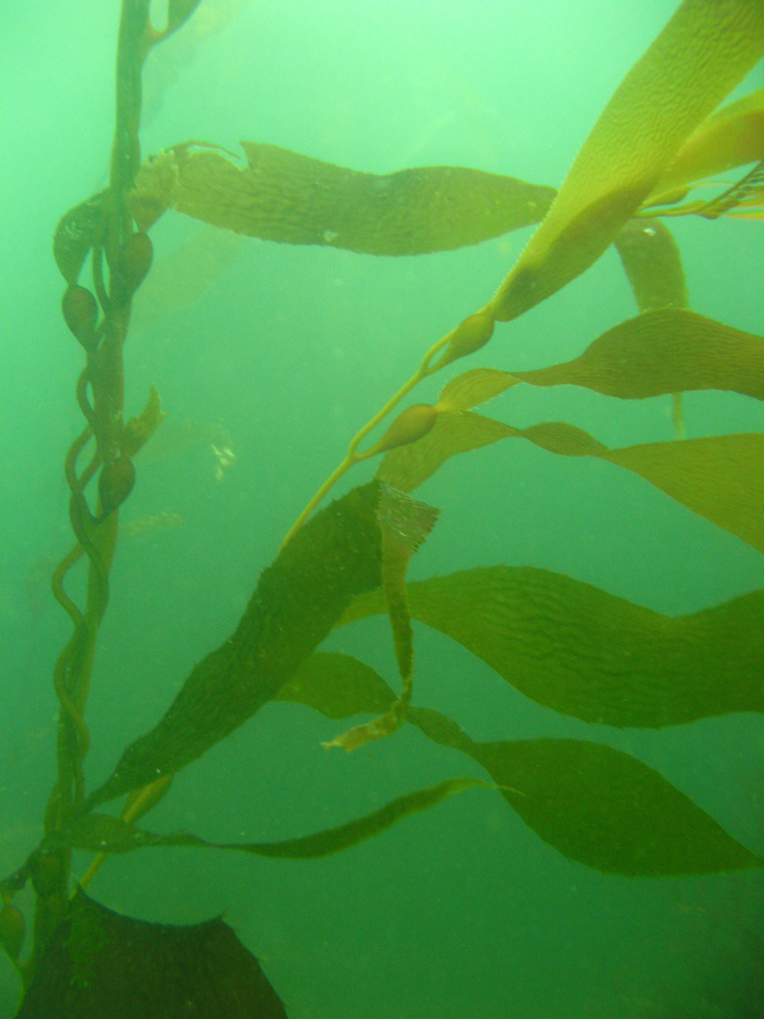 Kelp