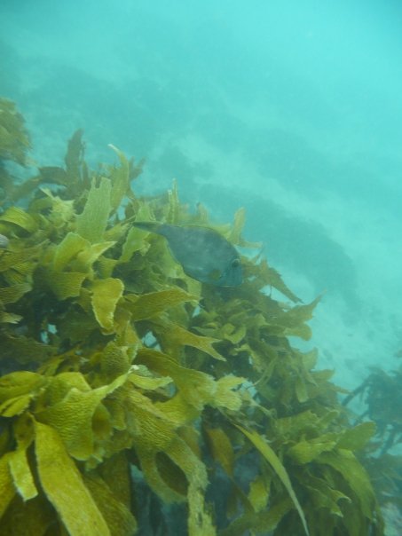 Kelp