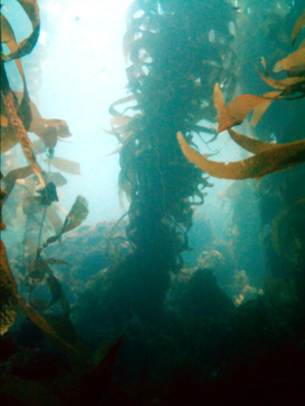 kelp3a