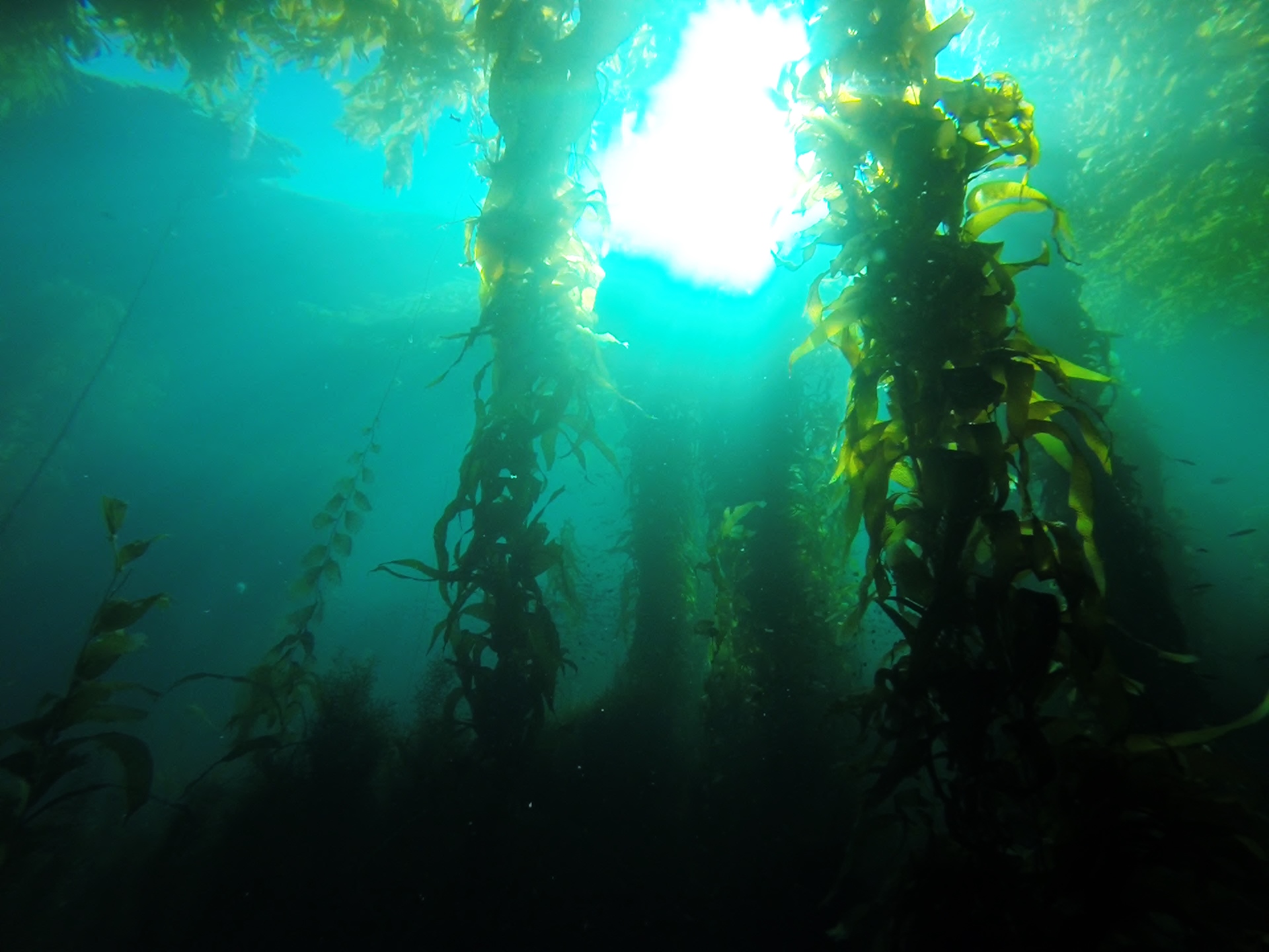 kelp8