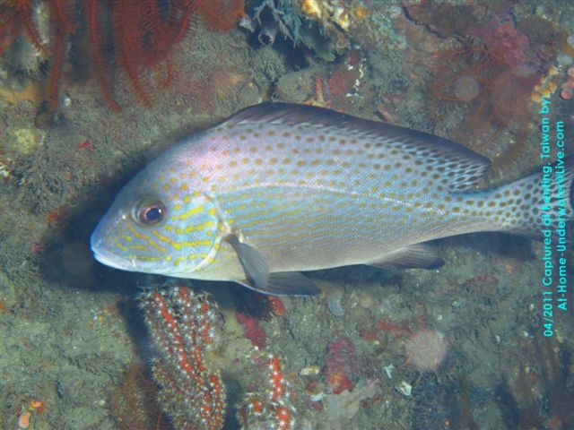 Kenting Taiwan Weekend dives