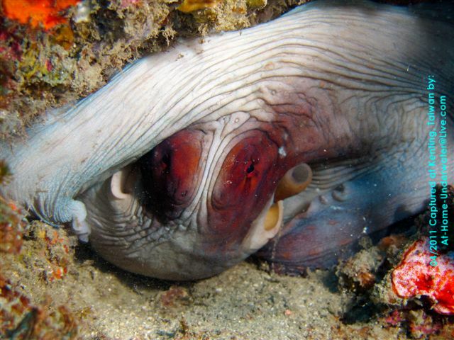 Kenting, weekend dives