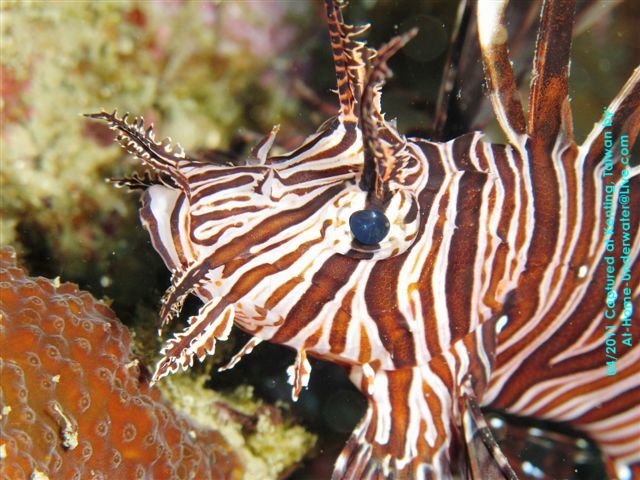 Kenting, weekend dives