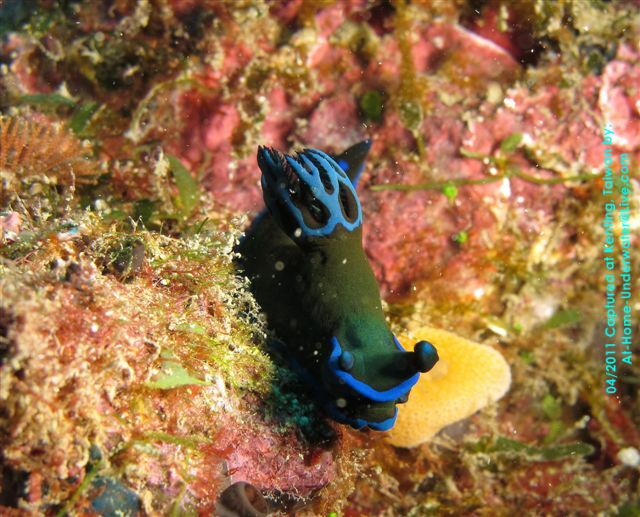 Kenting, weekend dives