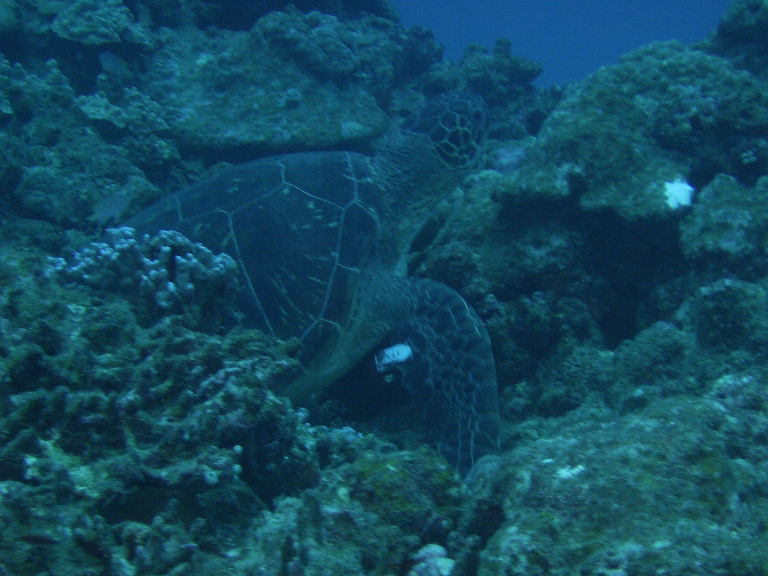 Kerama Sea Turtle