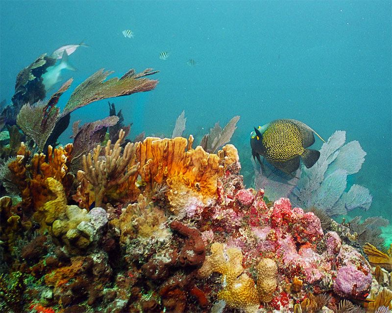 Key Largo 2005