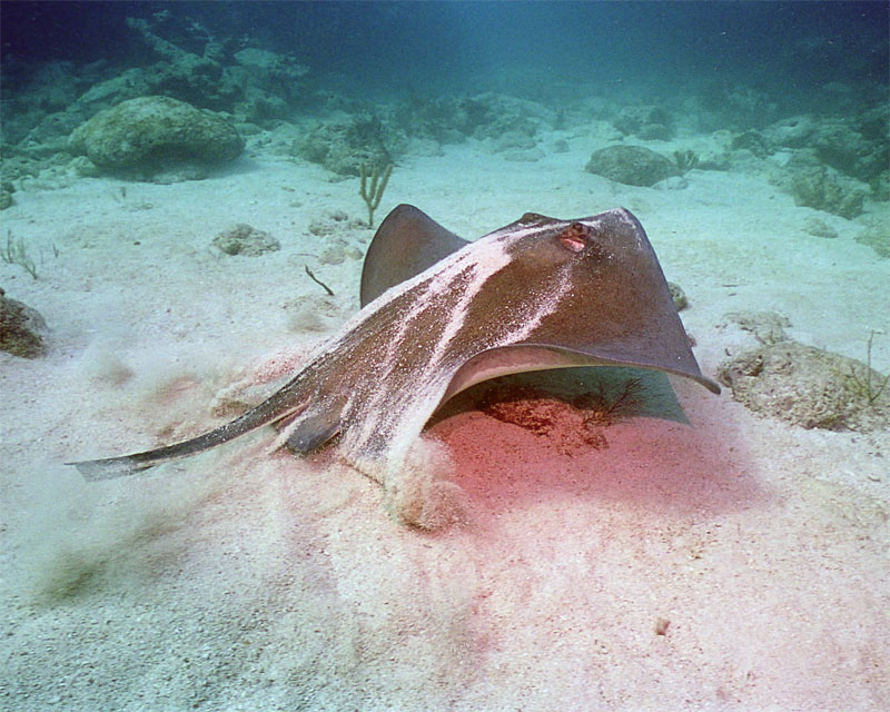 Key Largo 2005