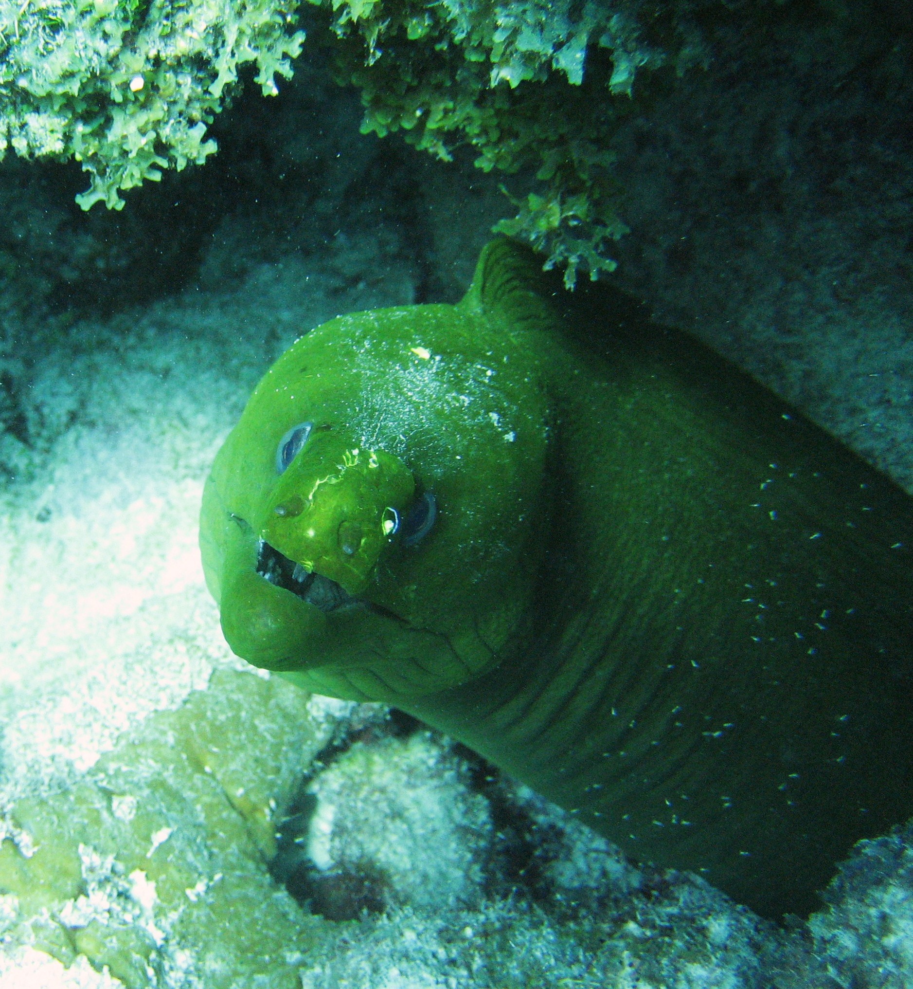 Key Largo Conch Key Eel