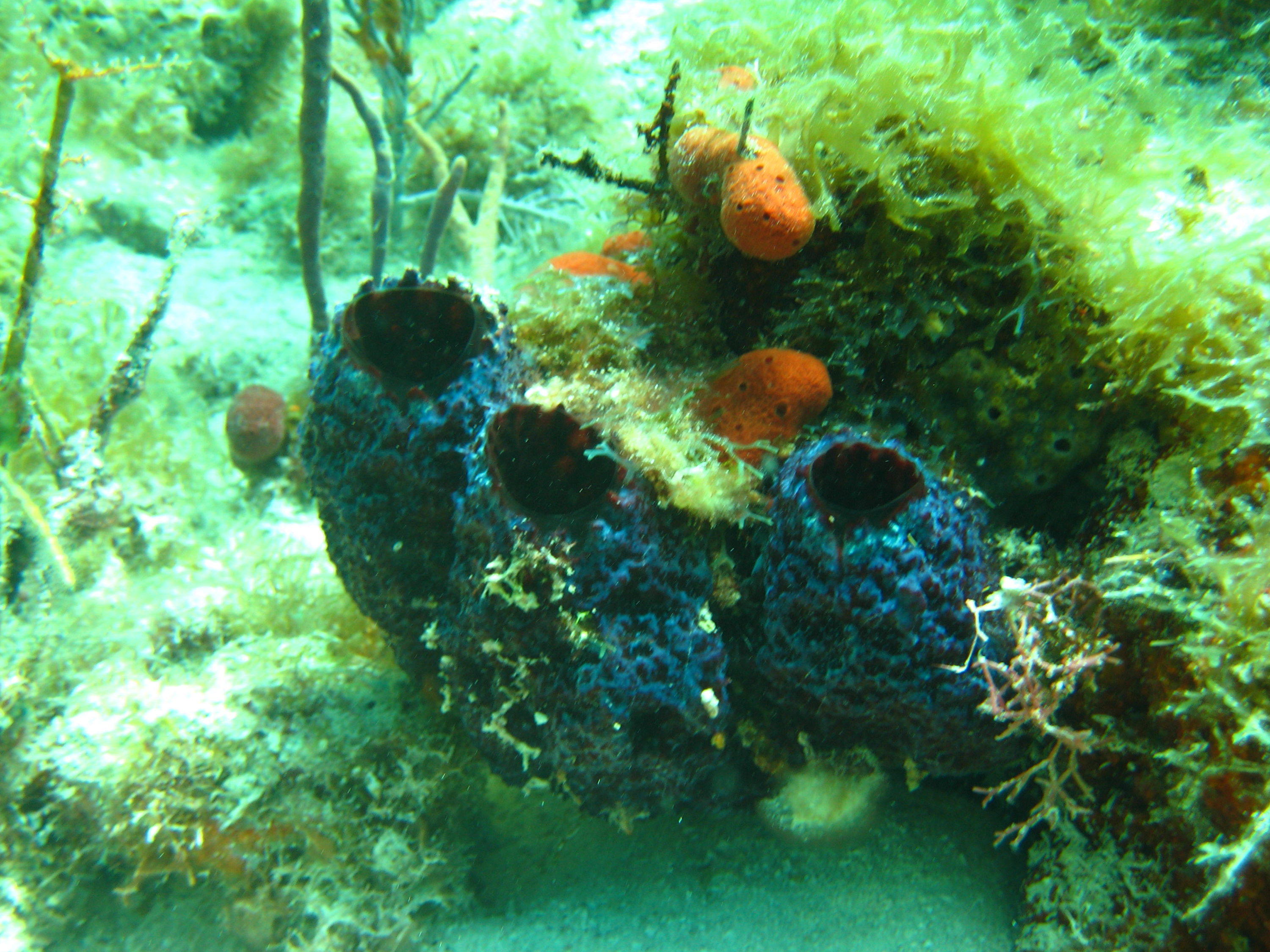 Key Largo Dry Rocks