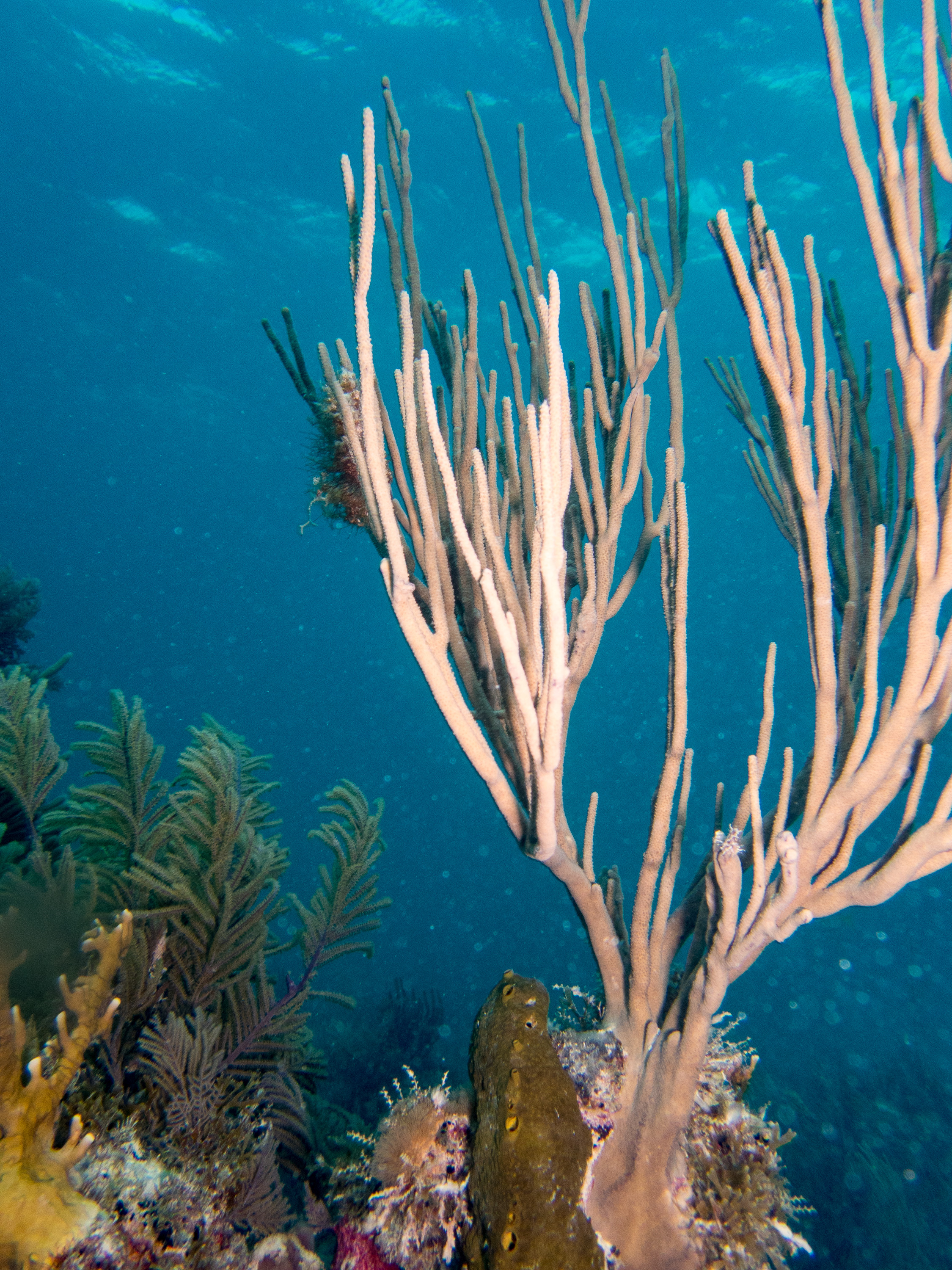 Key Largo Vertical Branch Coral (1 Of 1)