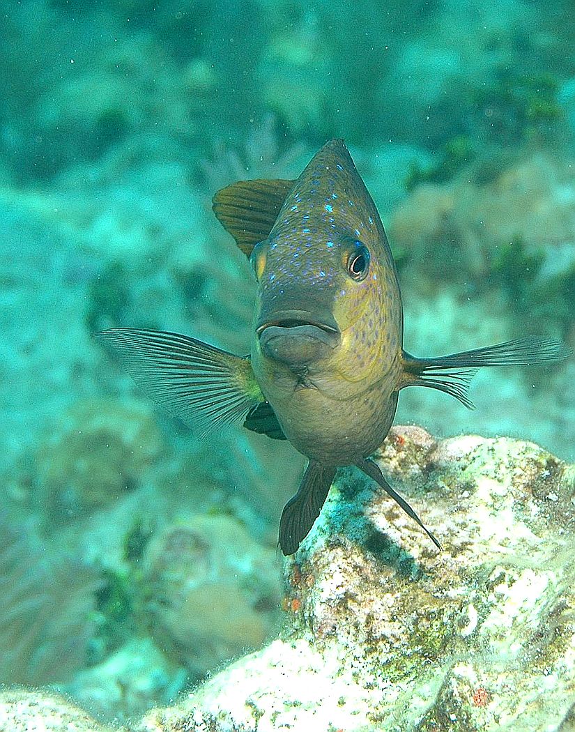 Key Largo