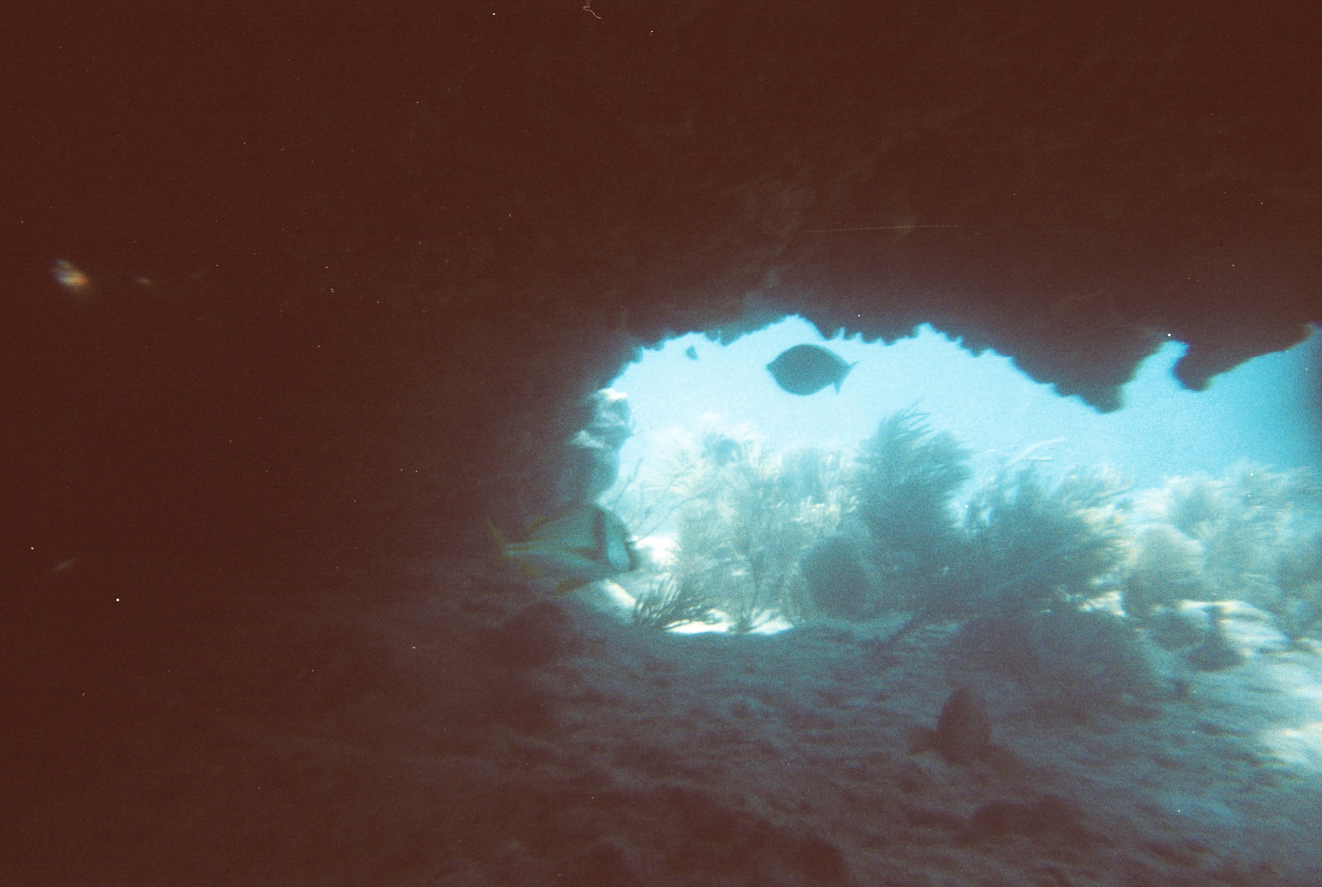 Key West Lobster Dive 2010