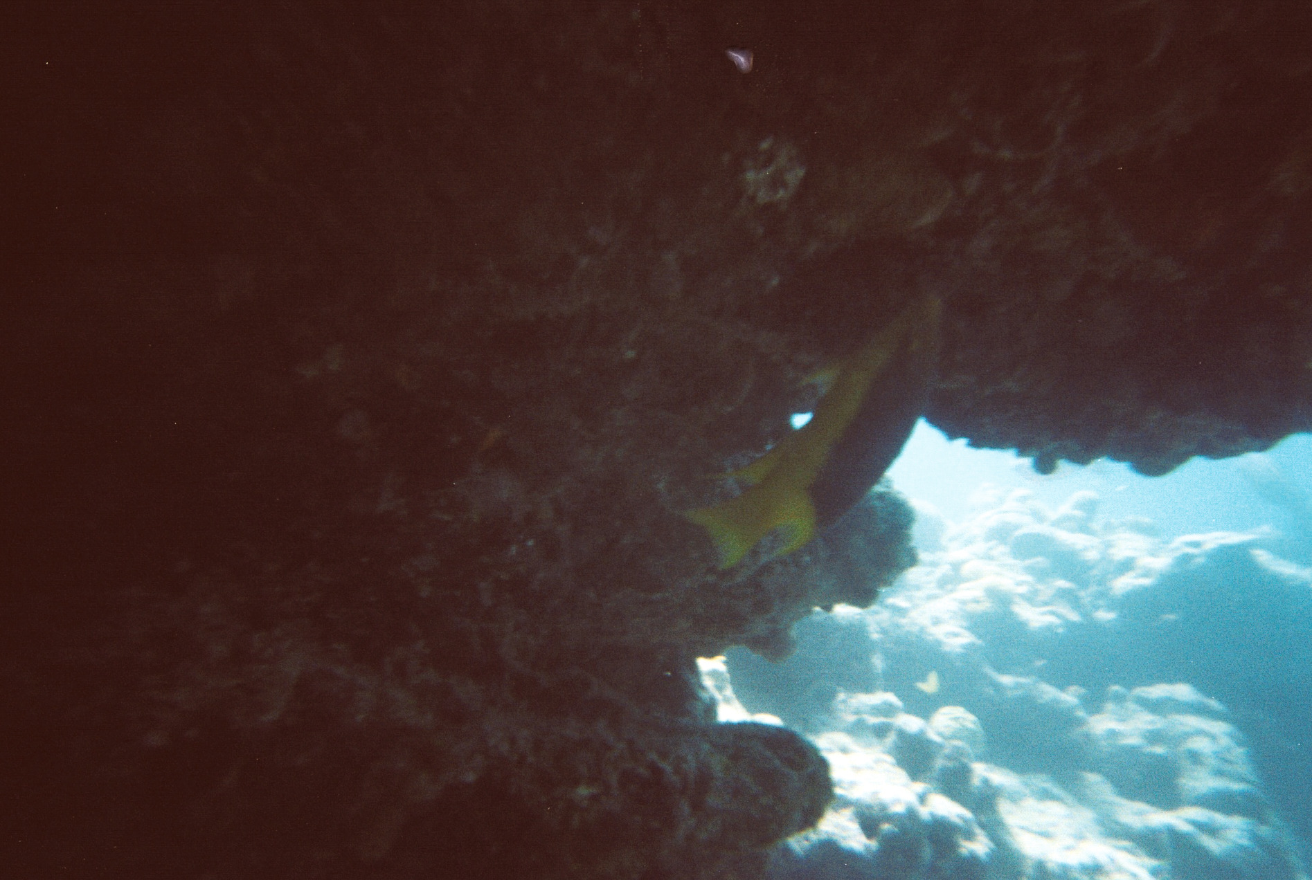 Key West Lobster Dive 2010