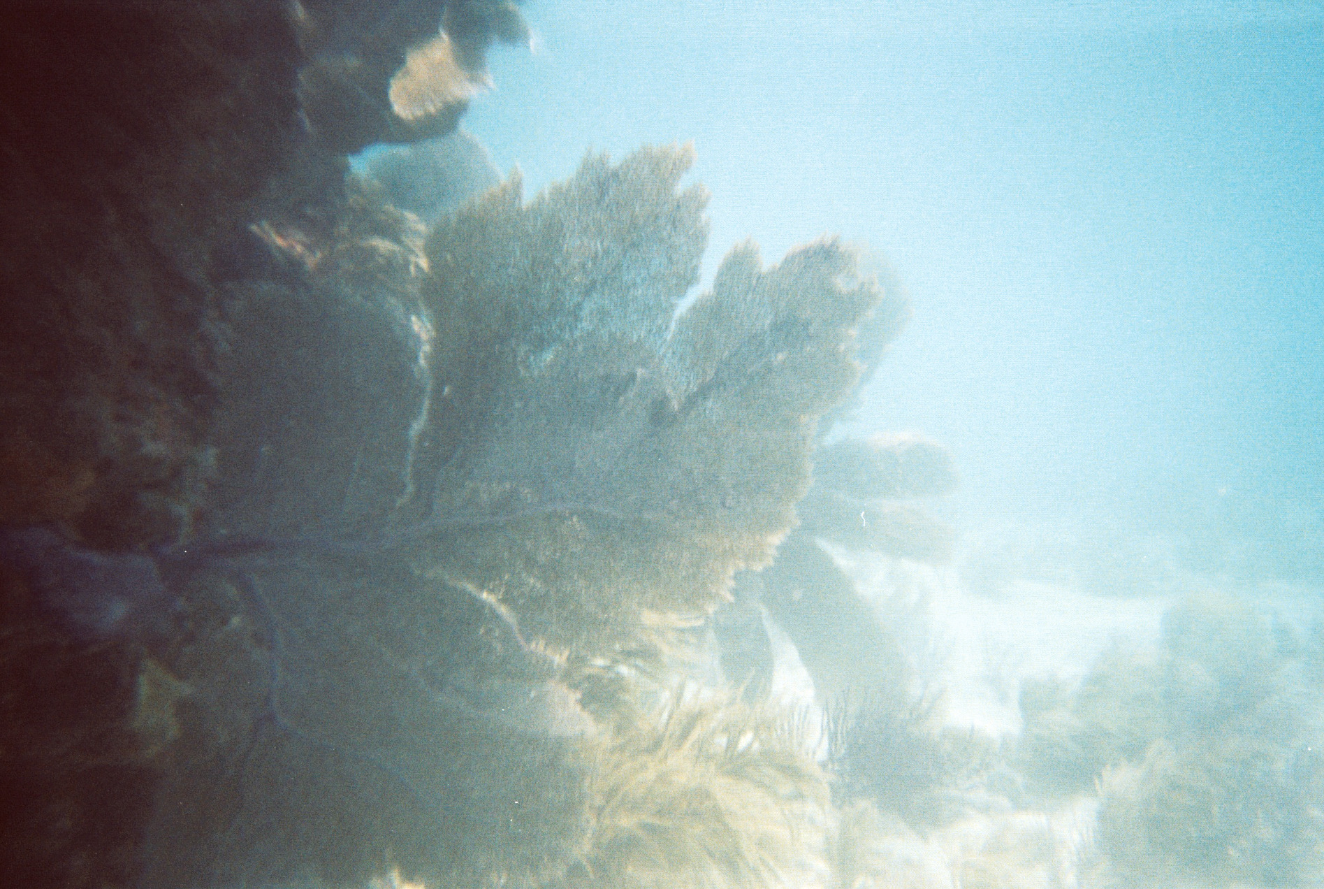 Key West Lobster Dive 2010