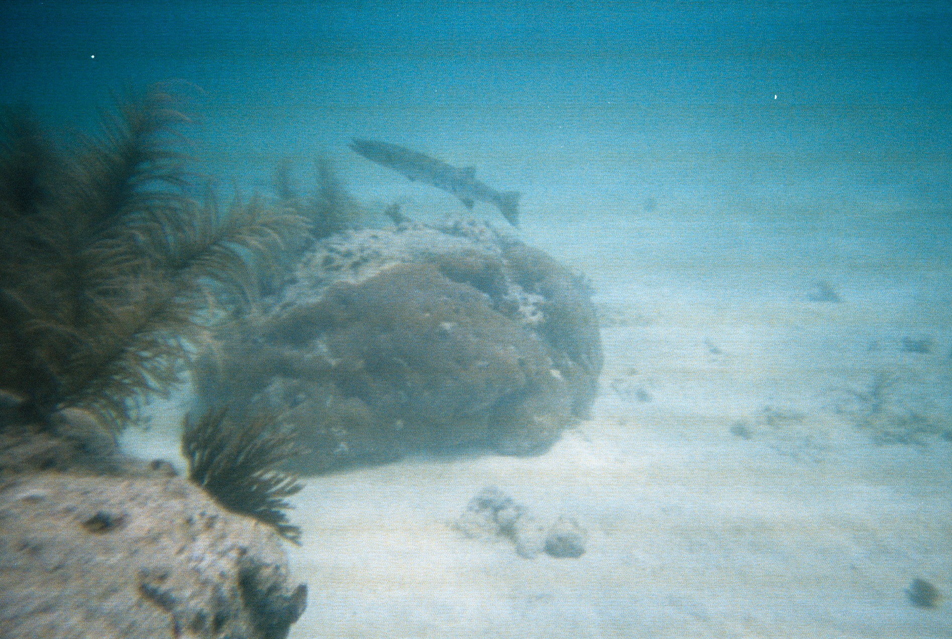 Key West Lobster Dive 2010