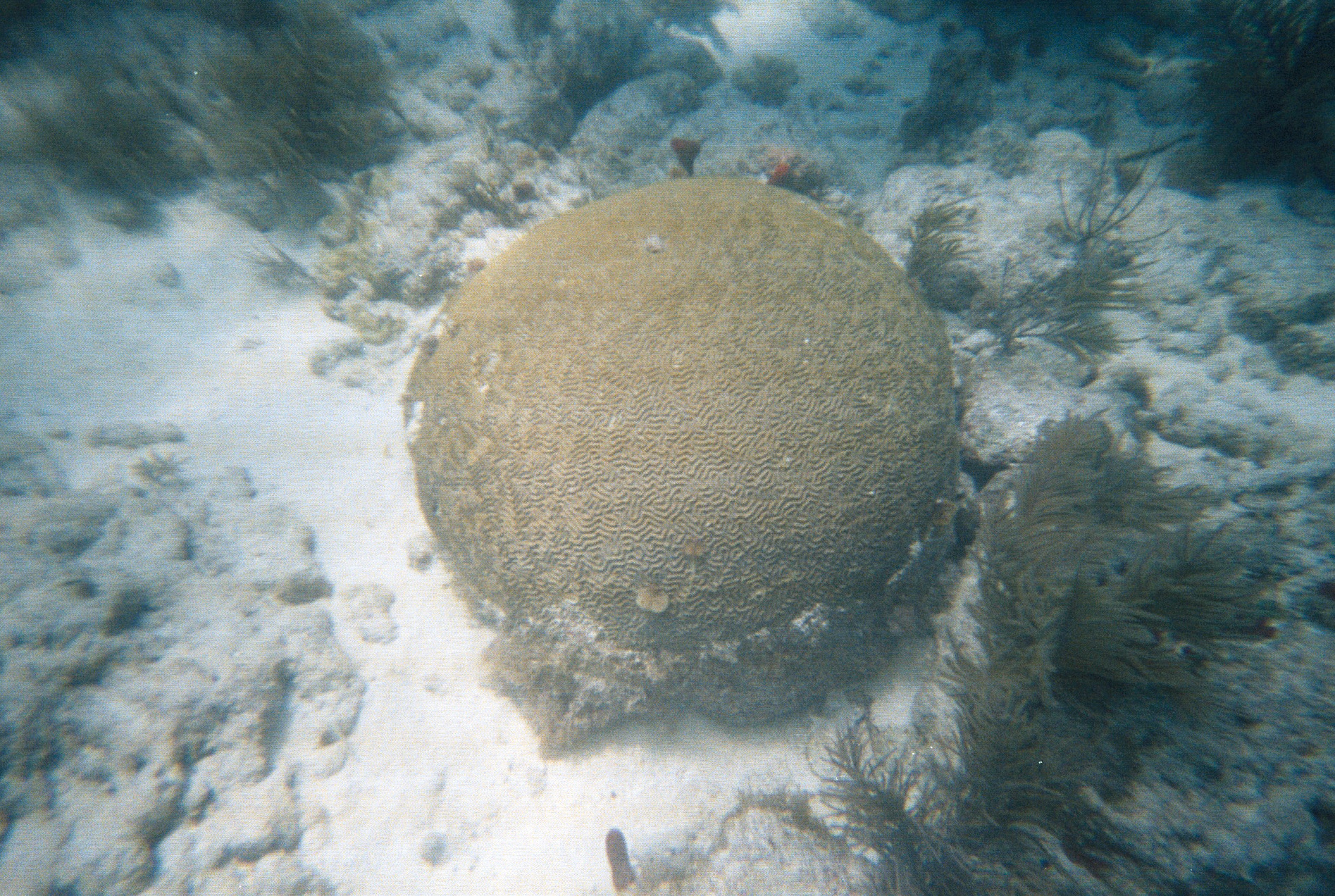 Key West Lobster Dive 2010