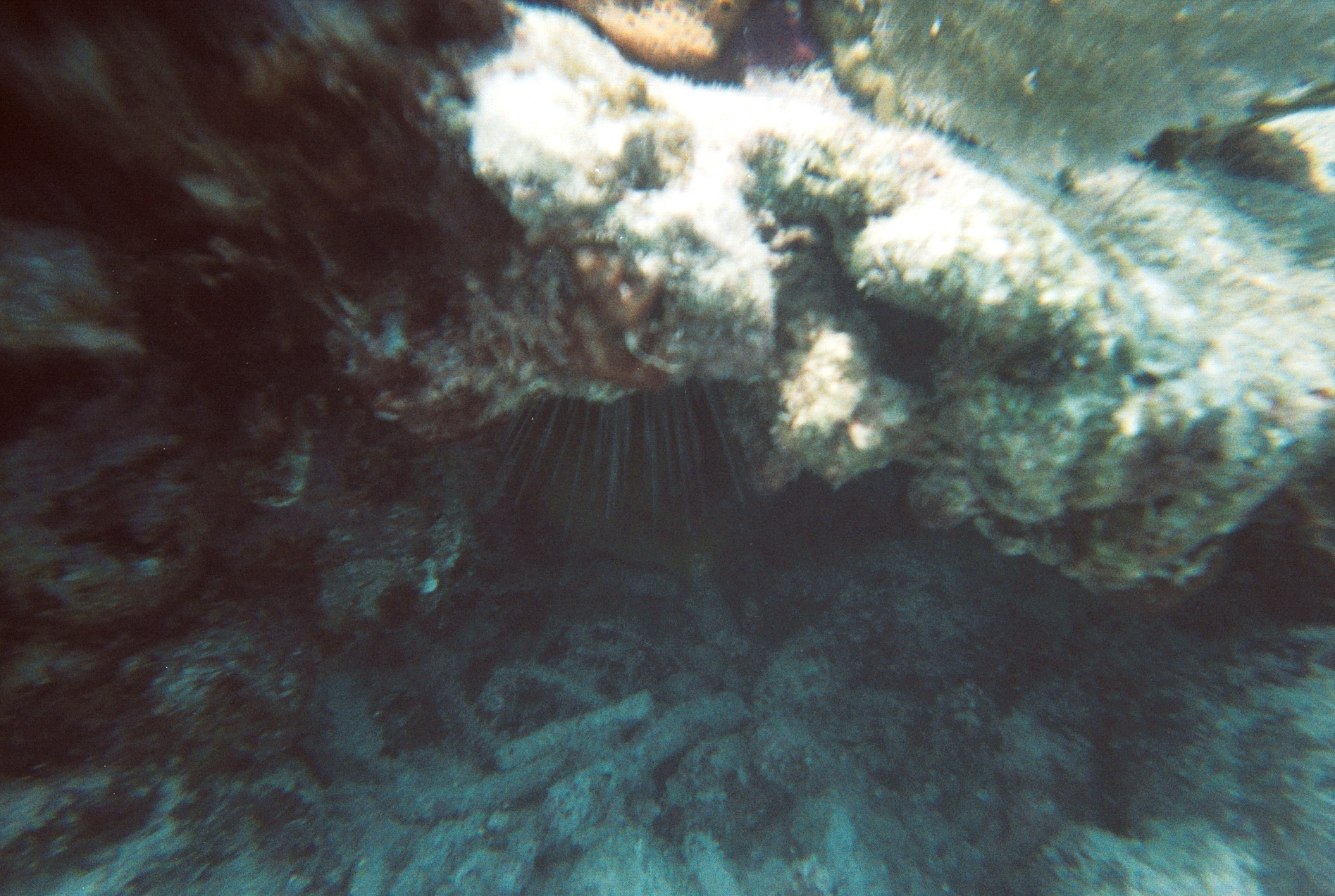 Key West Lobster Dive 2010