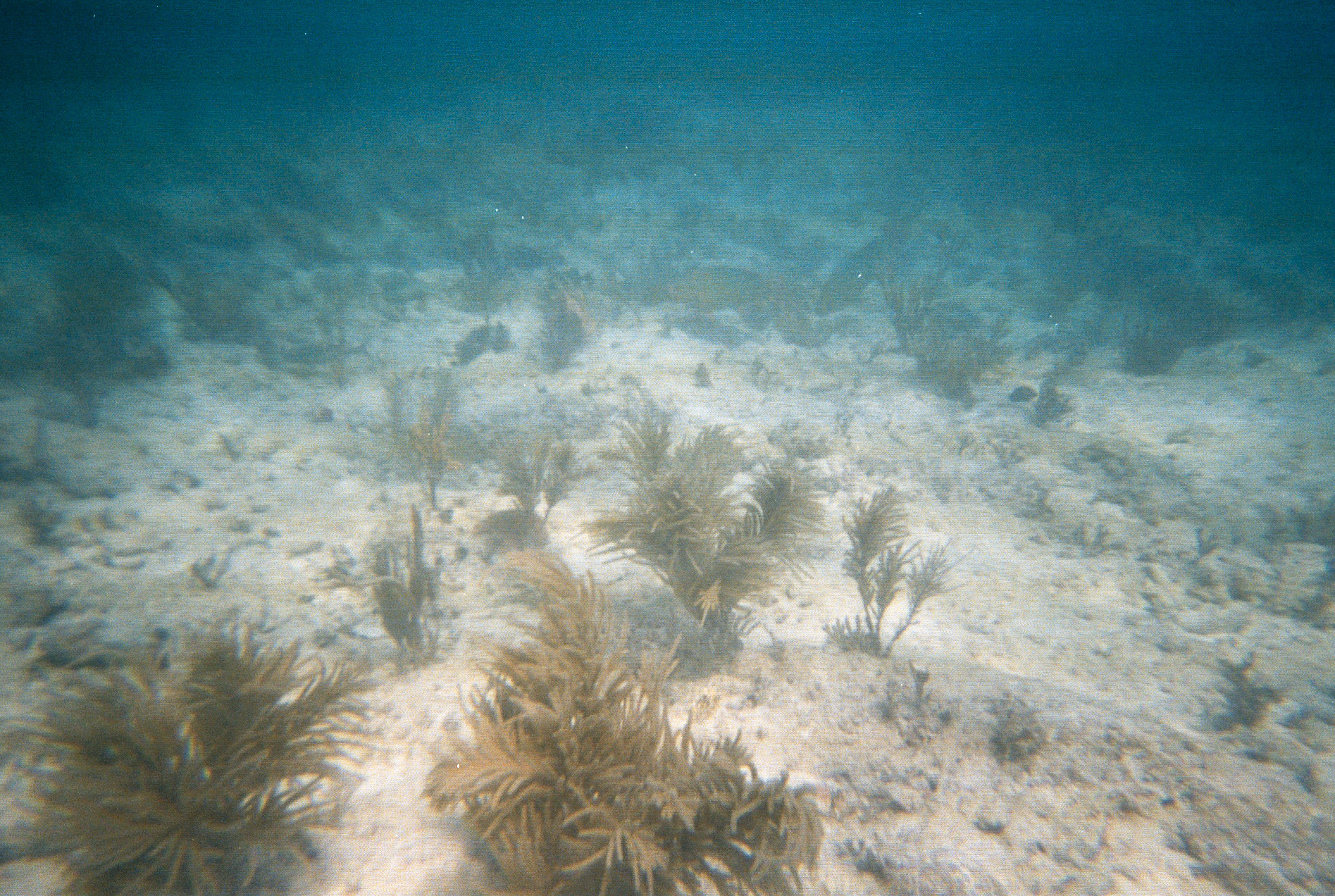 Key West Lobster Dive 2010