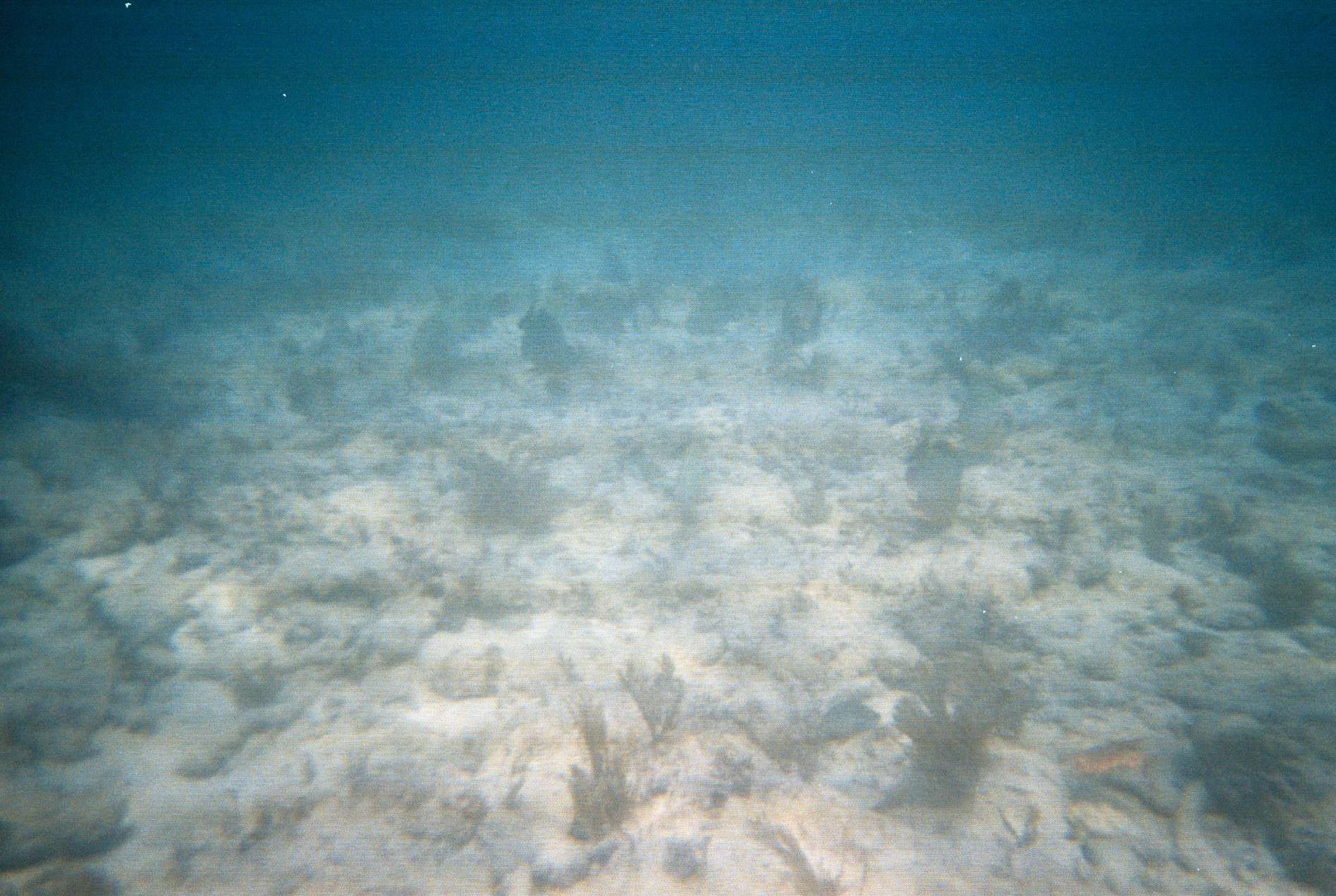 Key West Lobster Dive 2010