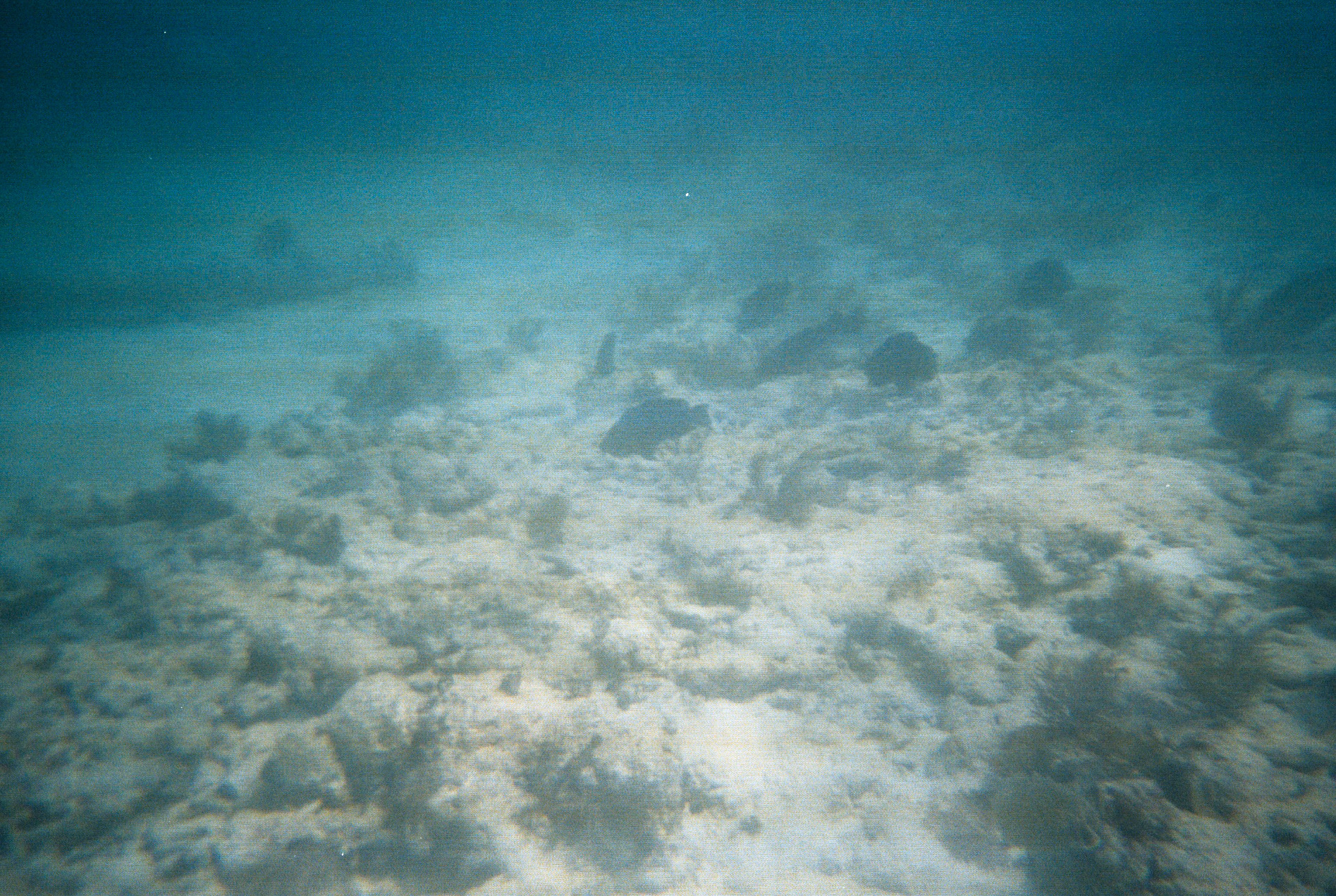 Key West Lobster Dive 2010