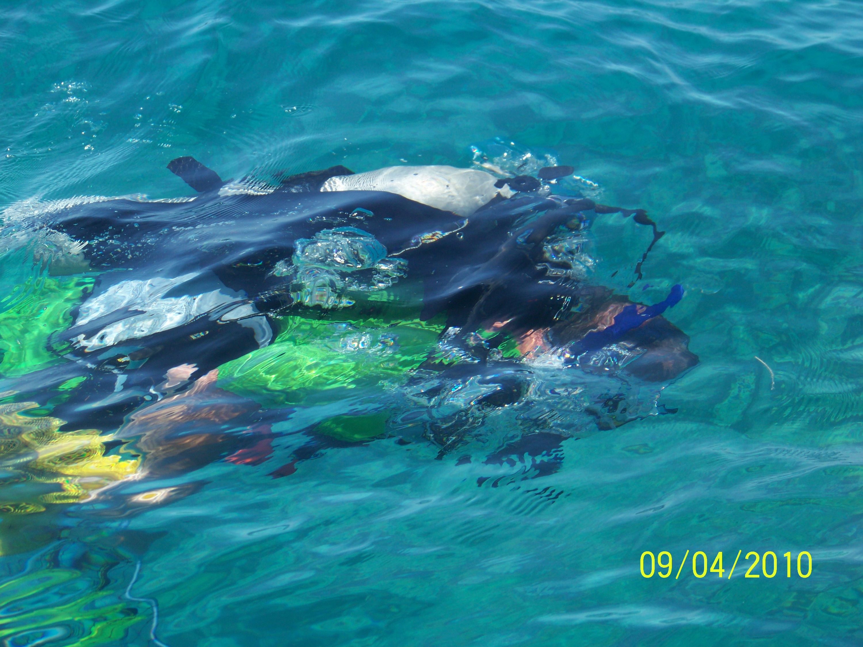 Key West Lobster Dive 2010