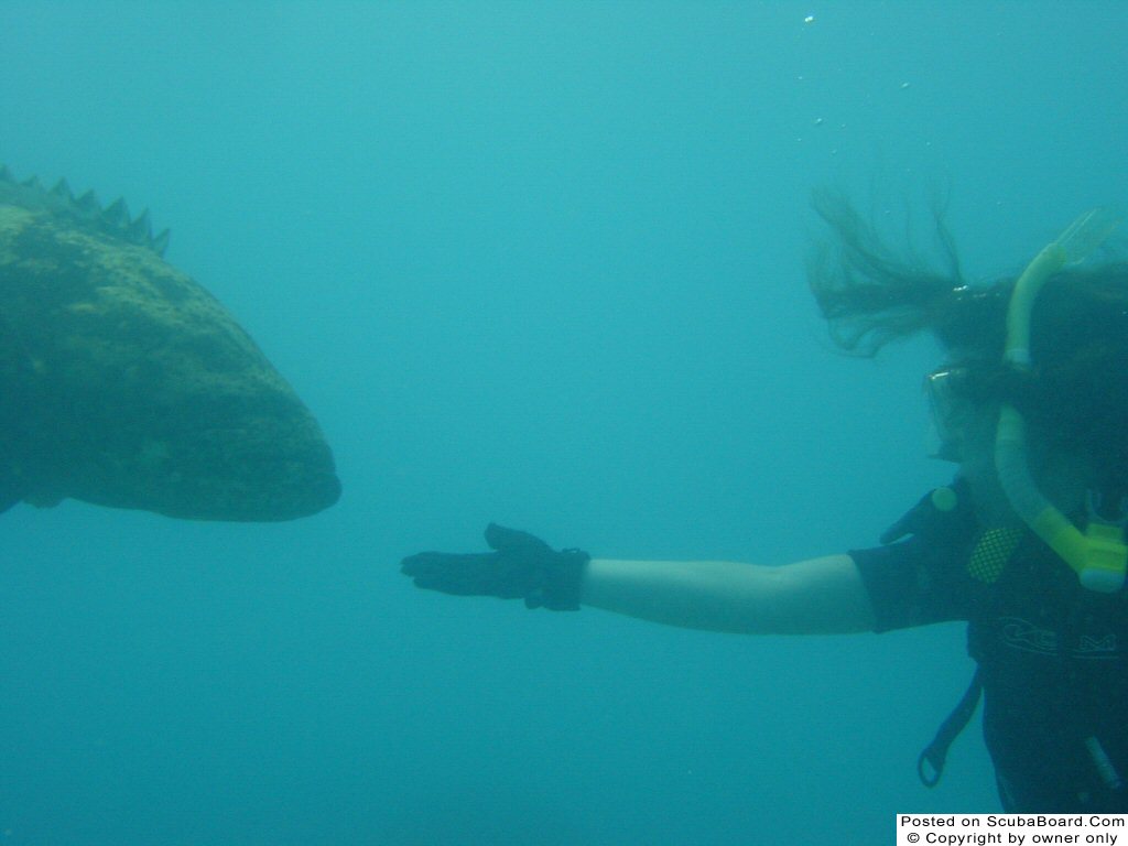 Key West, Looe Key Jew Fish