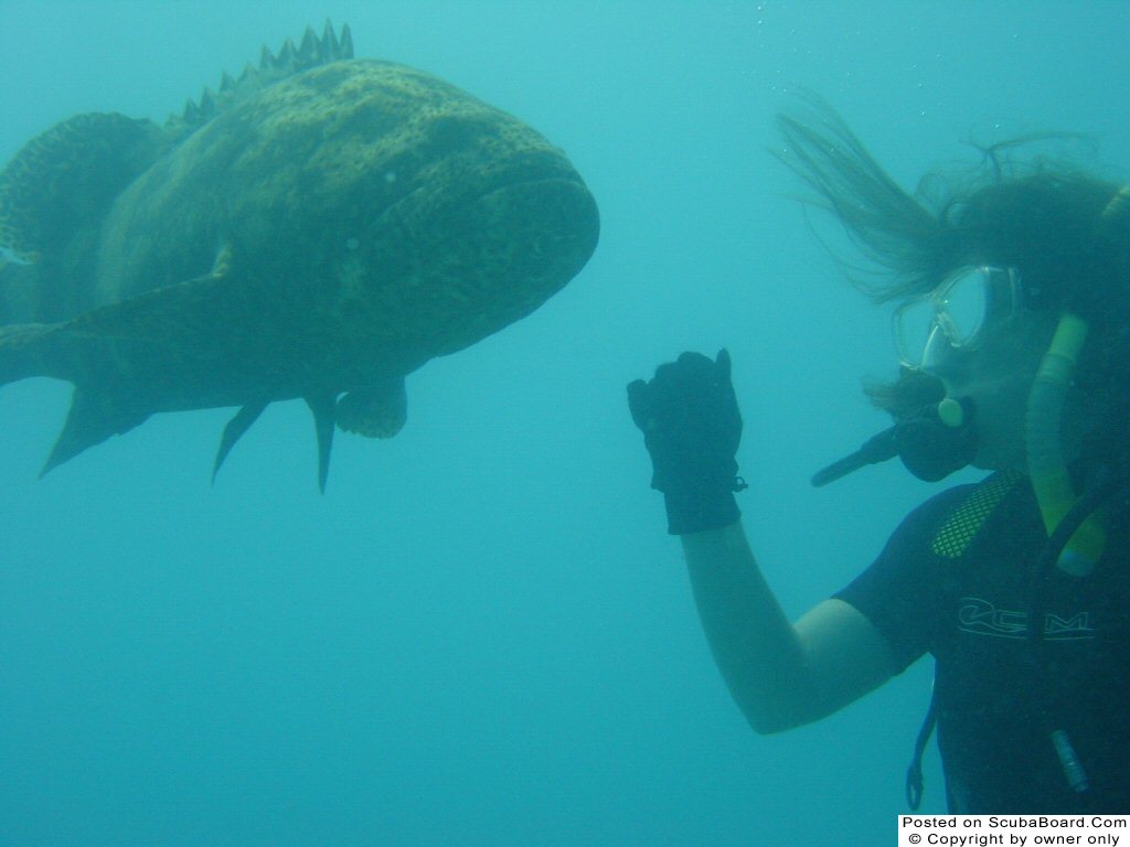 Key West, Looe Key Jew Fish