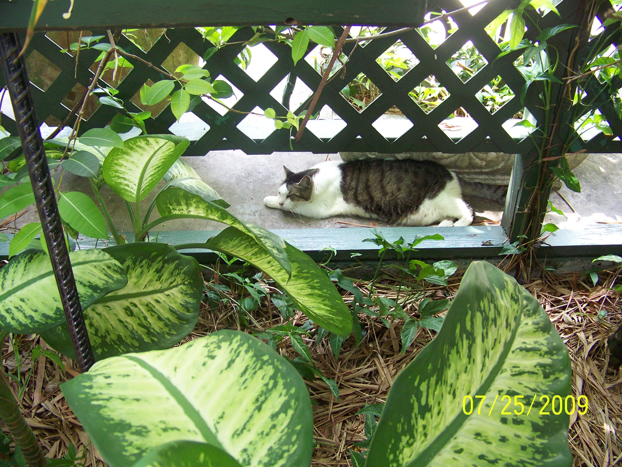 Key West Sight Seeing 2009