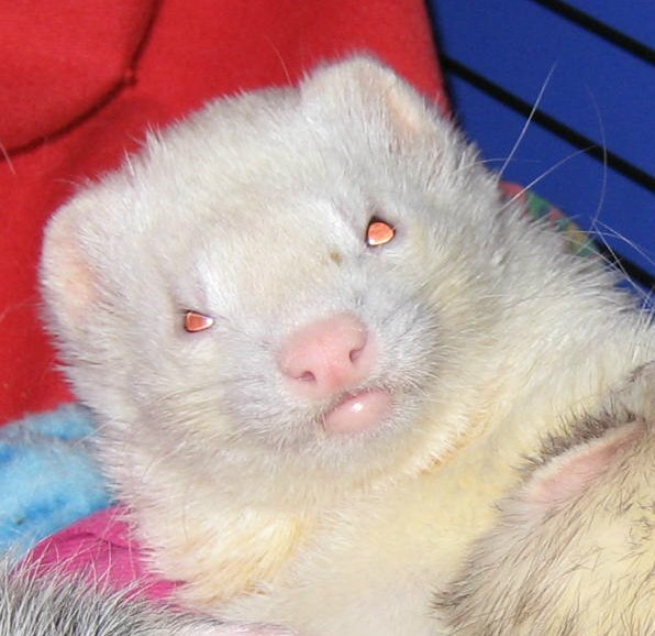 Kibble aka Big Fat Ferret