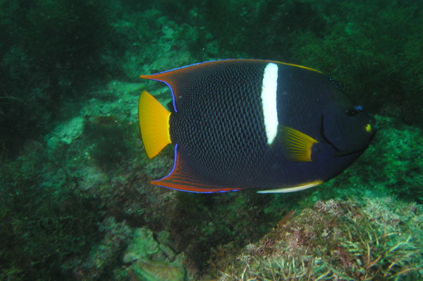 King Angelfish