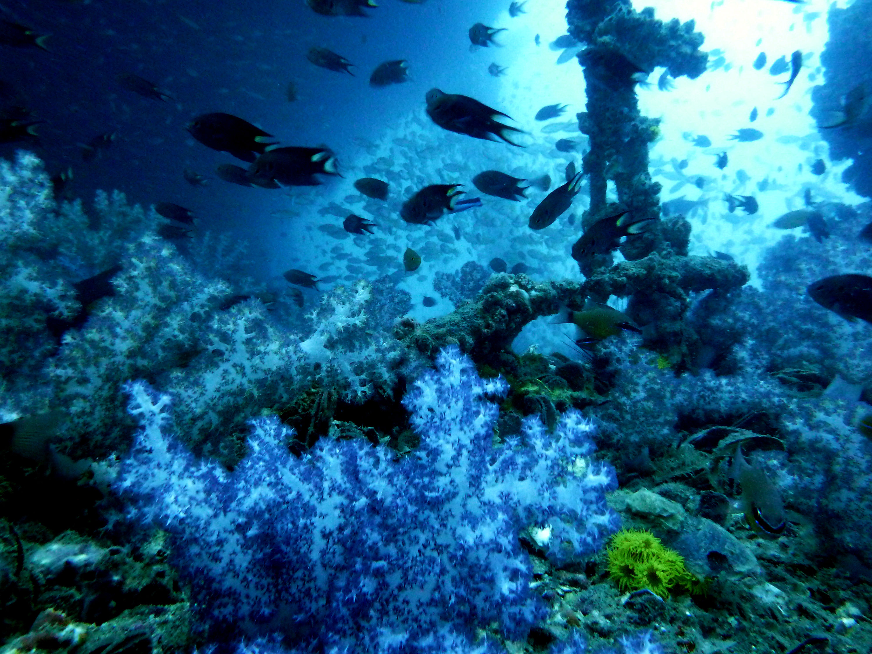 King Cruiser Wreck, Phuket, Thailand