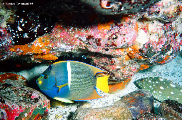 King Fish, Galapagos
