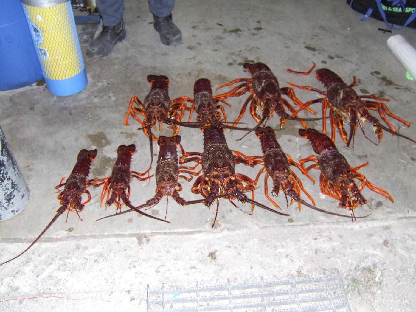 King Island Lobsters